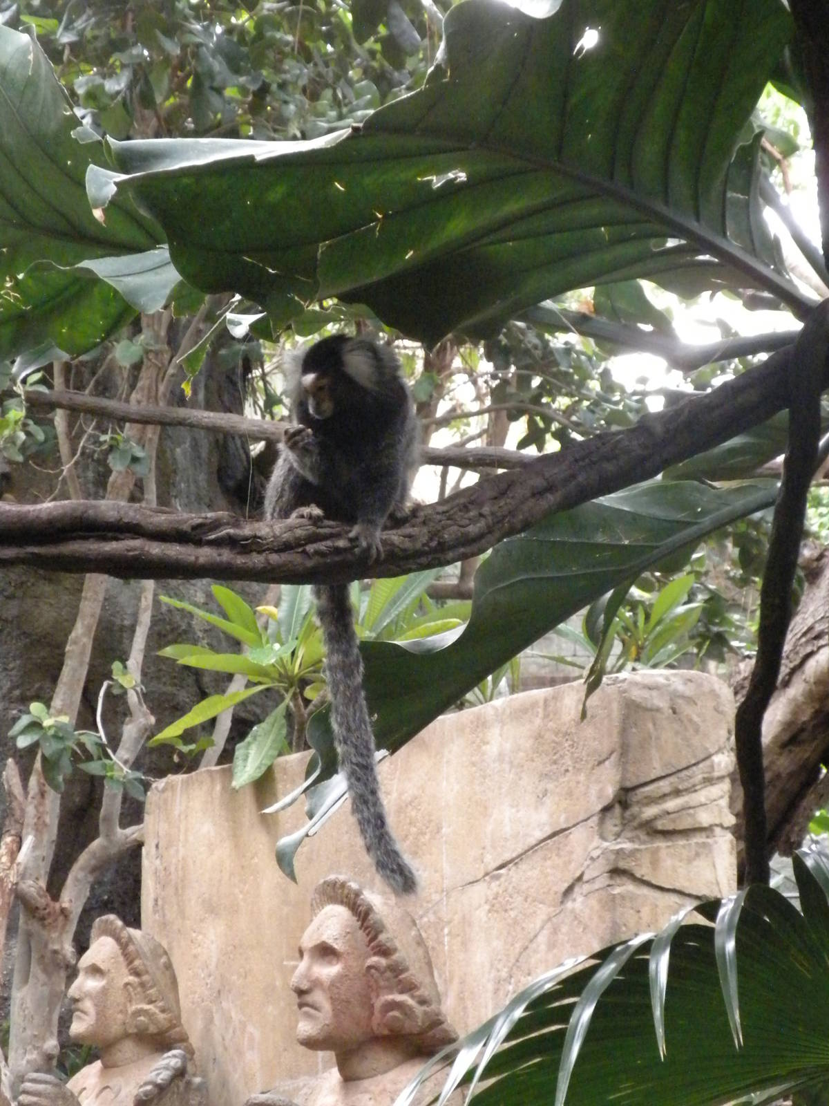 Tropical American Rainforest - White-Tufted Marmoset