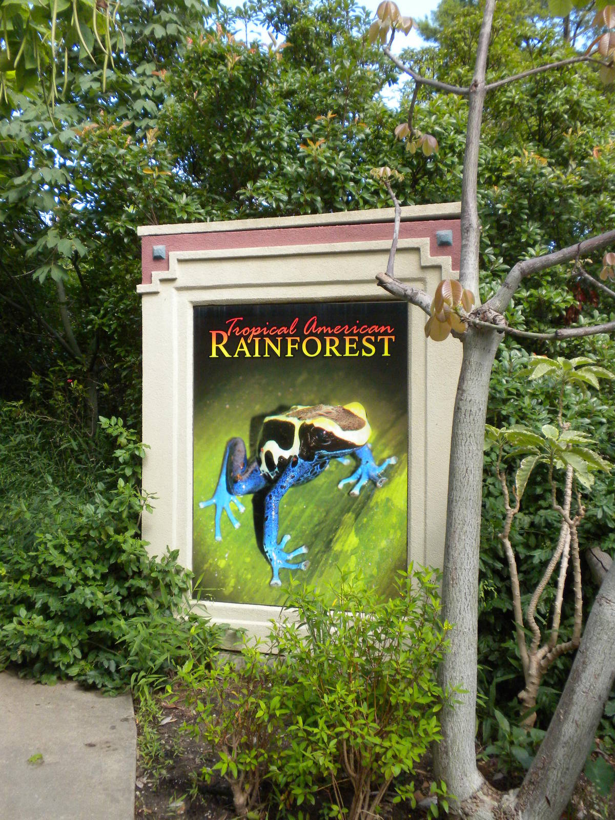 Tropical American Rainforest