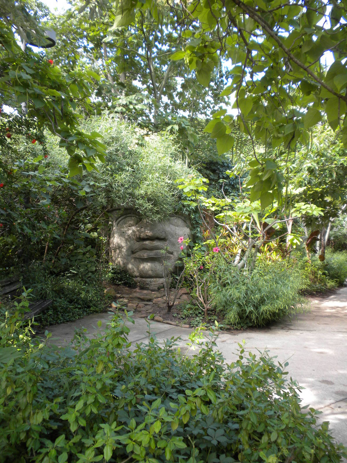 Tropical American Rainforest