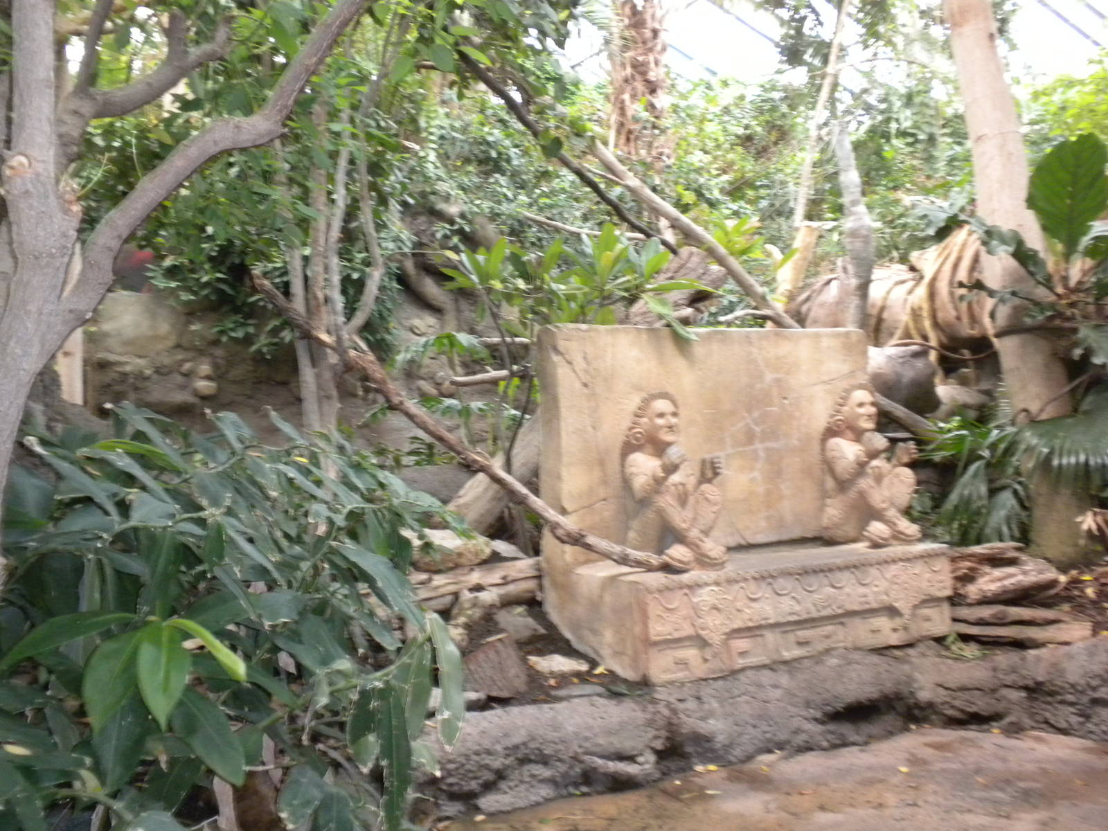 Tropical American Rainforest