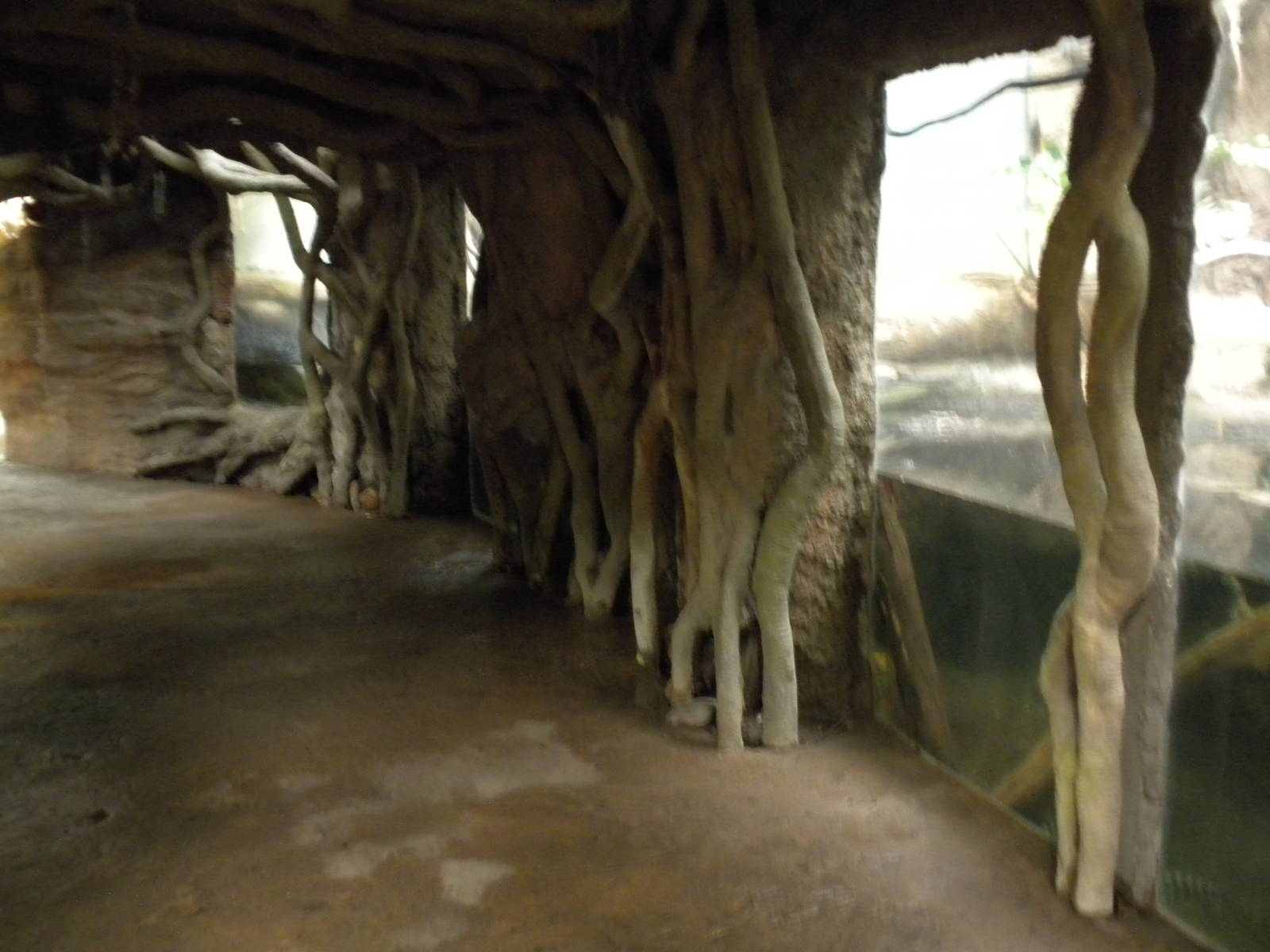 Tropical American Rainforest