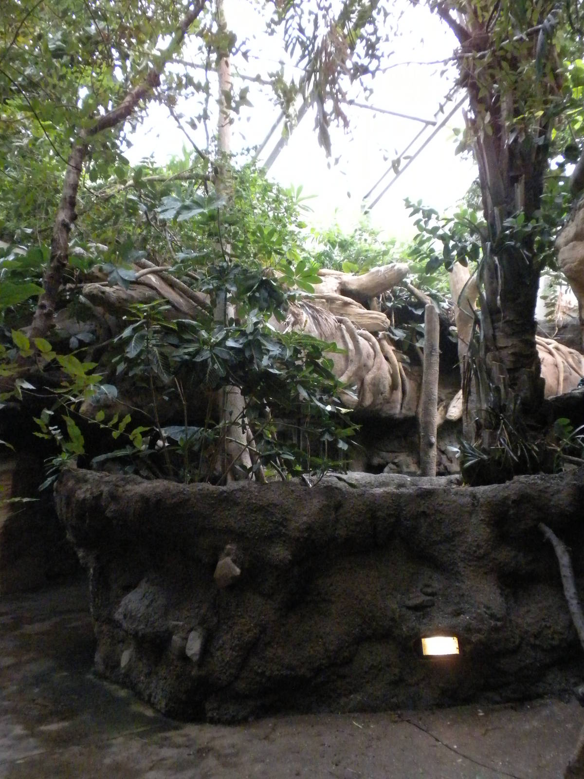 Tropical American Rainforest