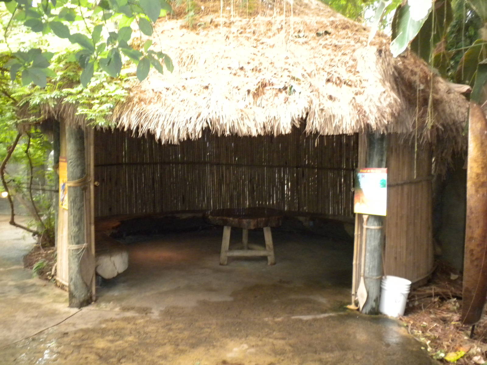 Tropical American Rainforest