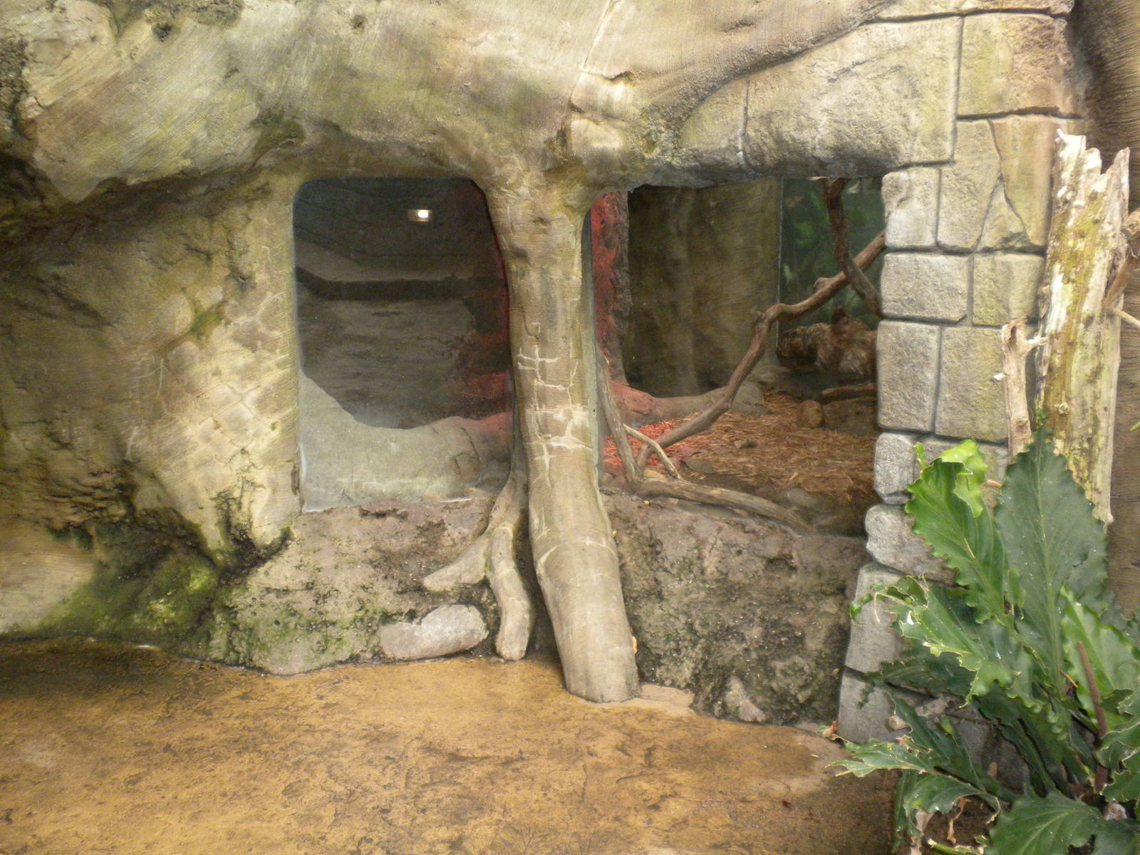 Tropical American Rainforest