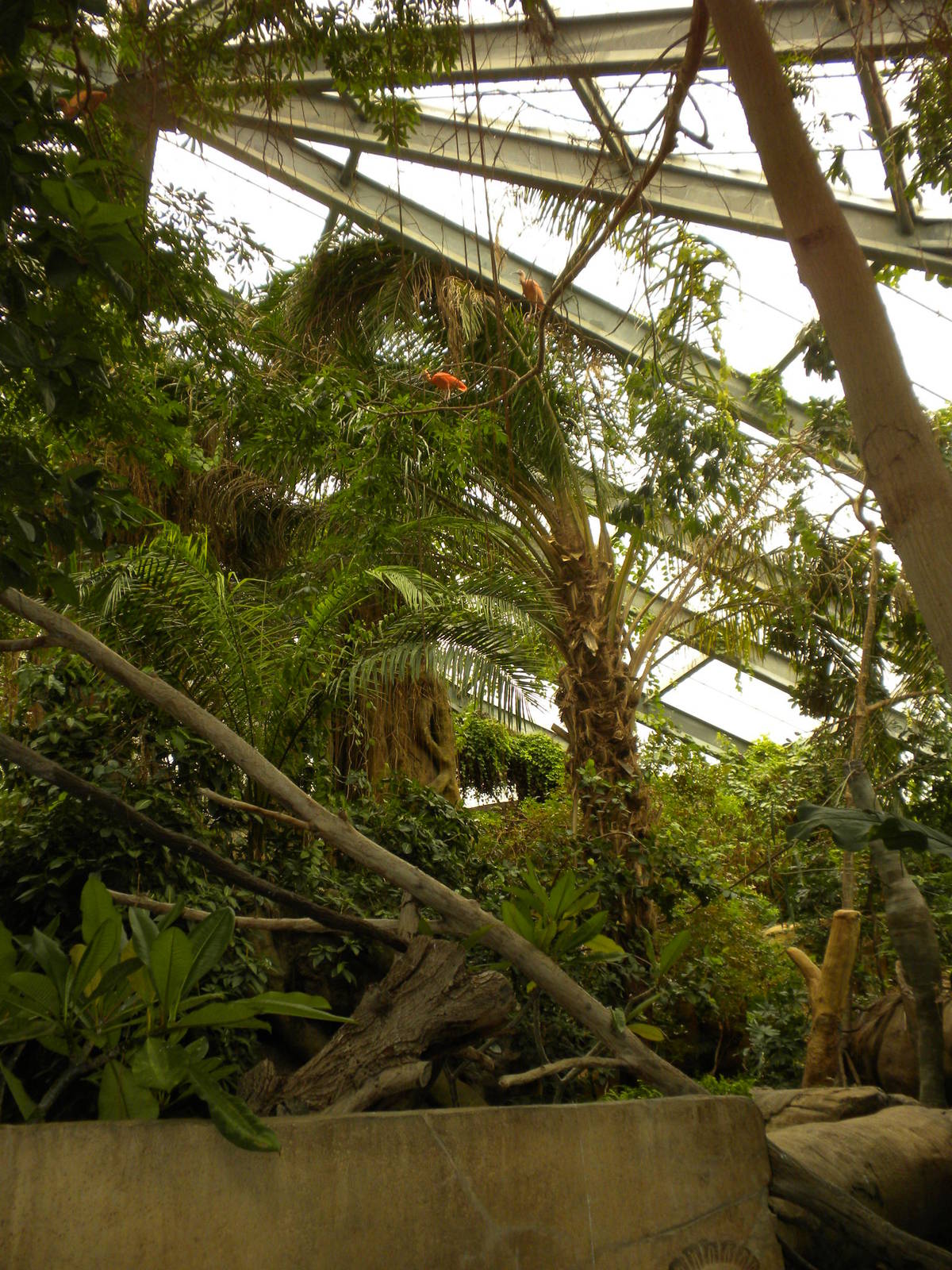 Tropical American Rainforest