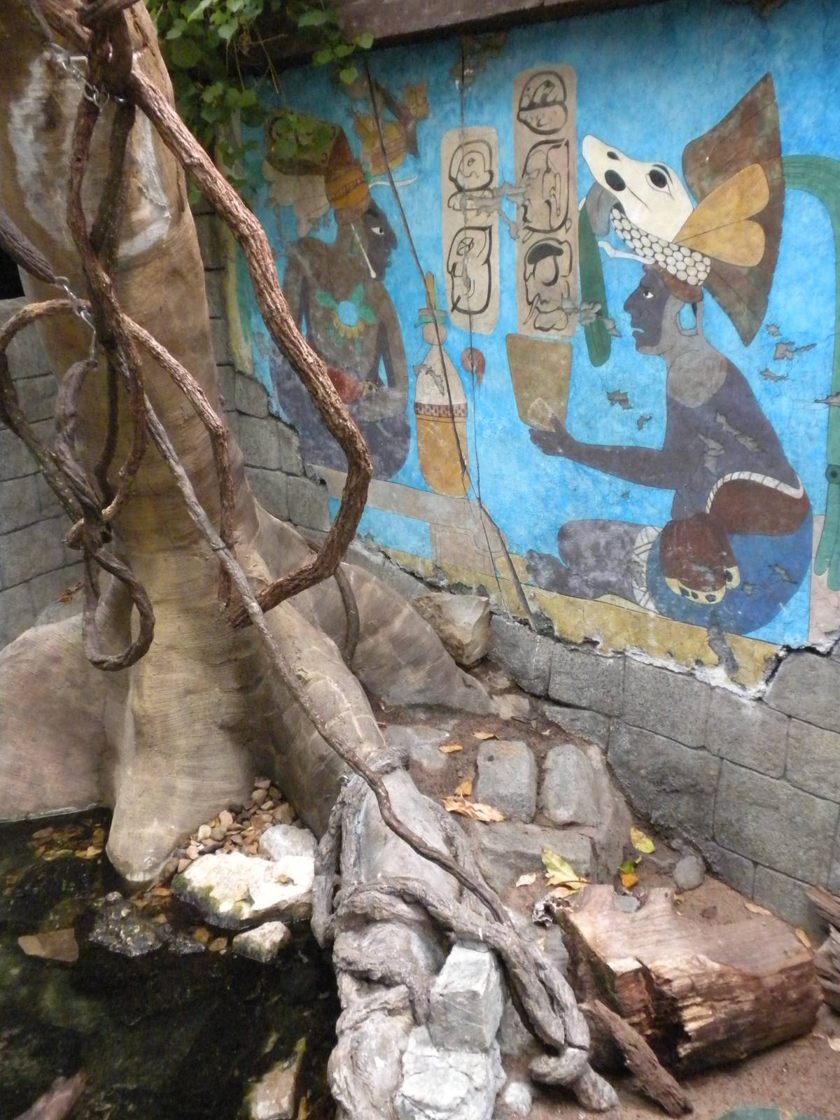 Tropical American Rainforest