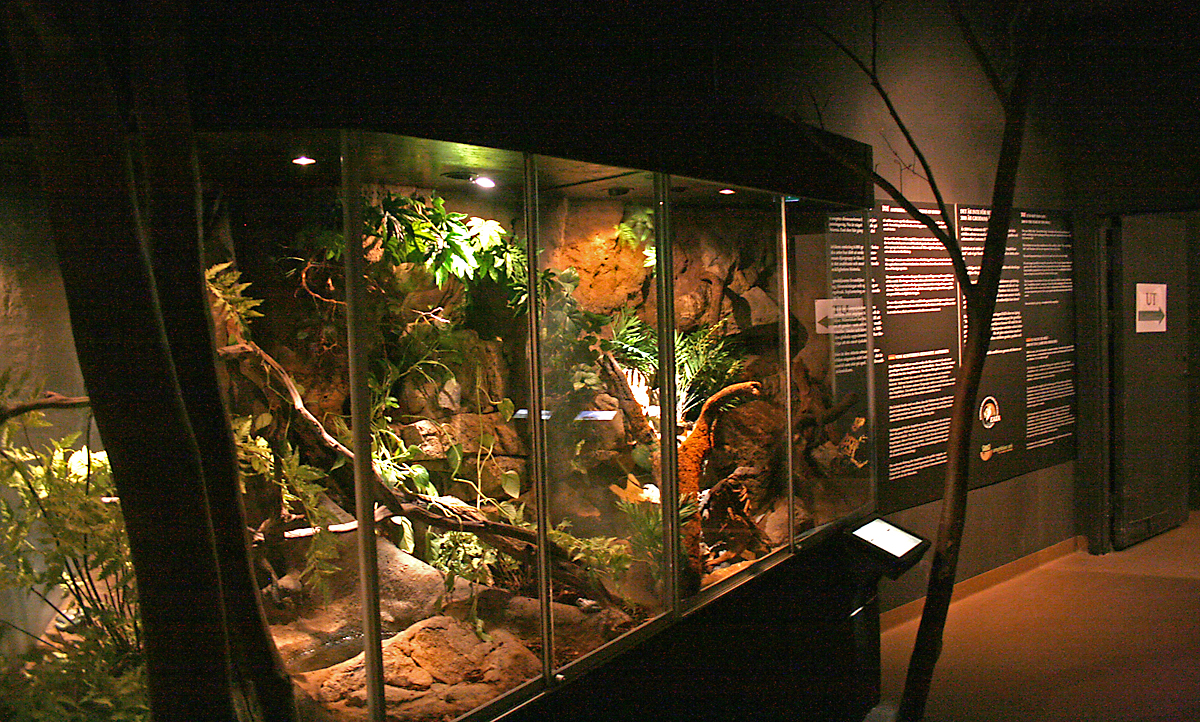 Tropical amphibian and reptile terrariums