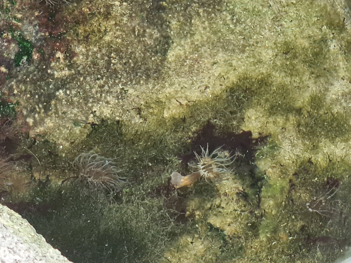 Tropical anemone ID?