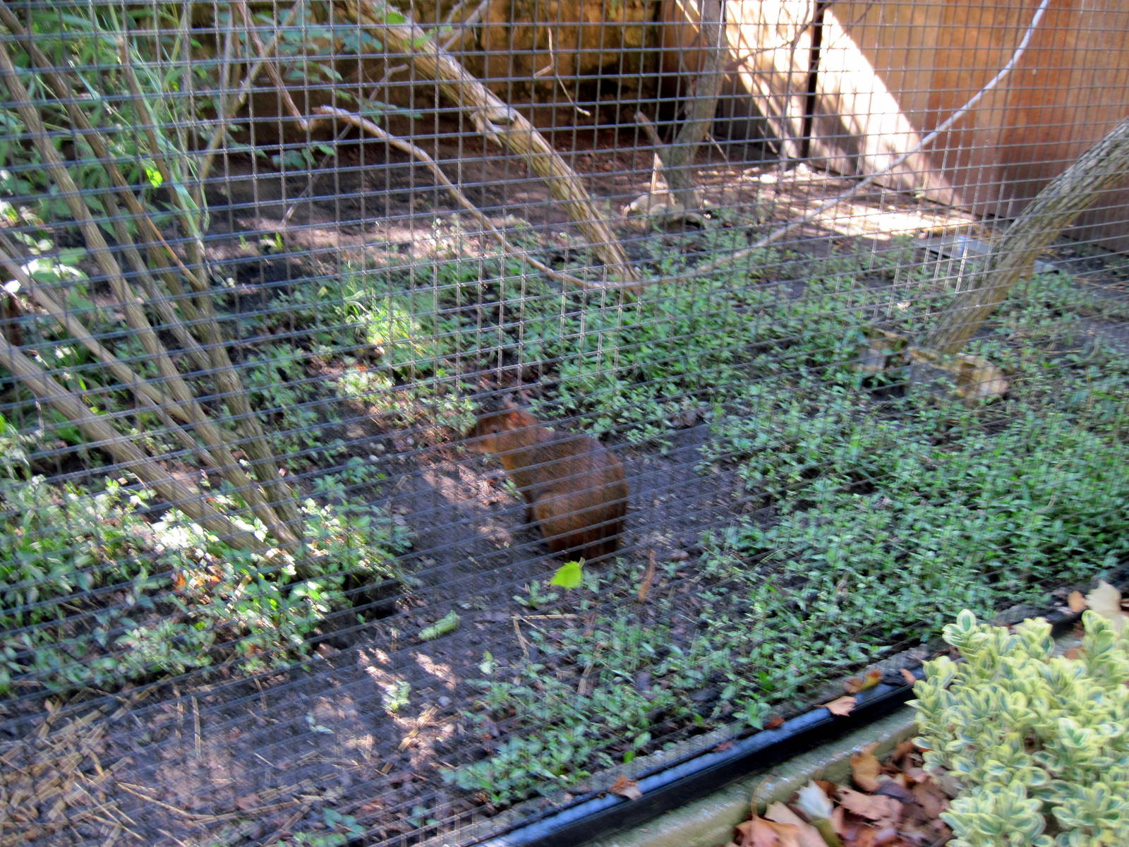 Tropical Animals-Agouti