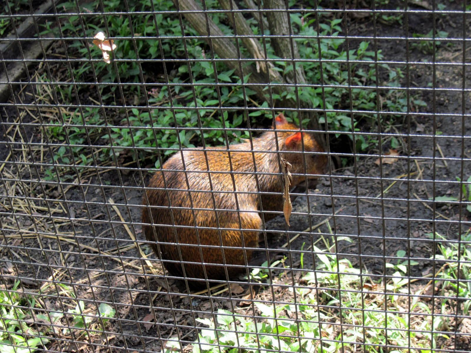 Tropical Animals-Agouti