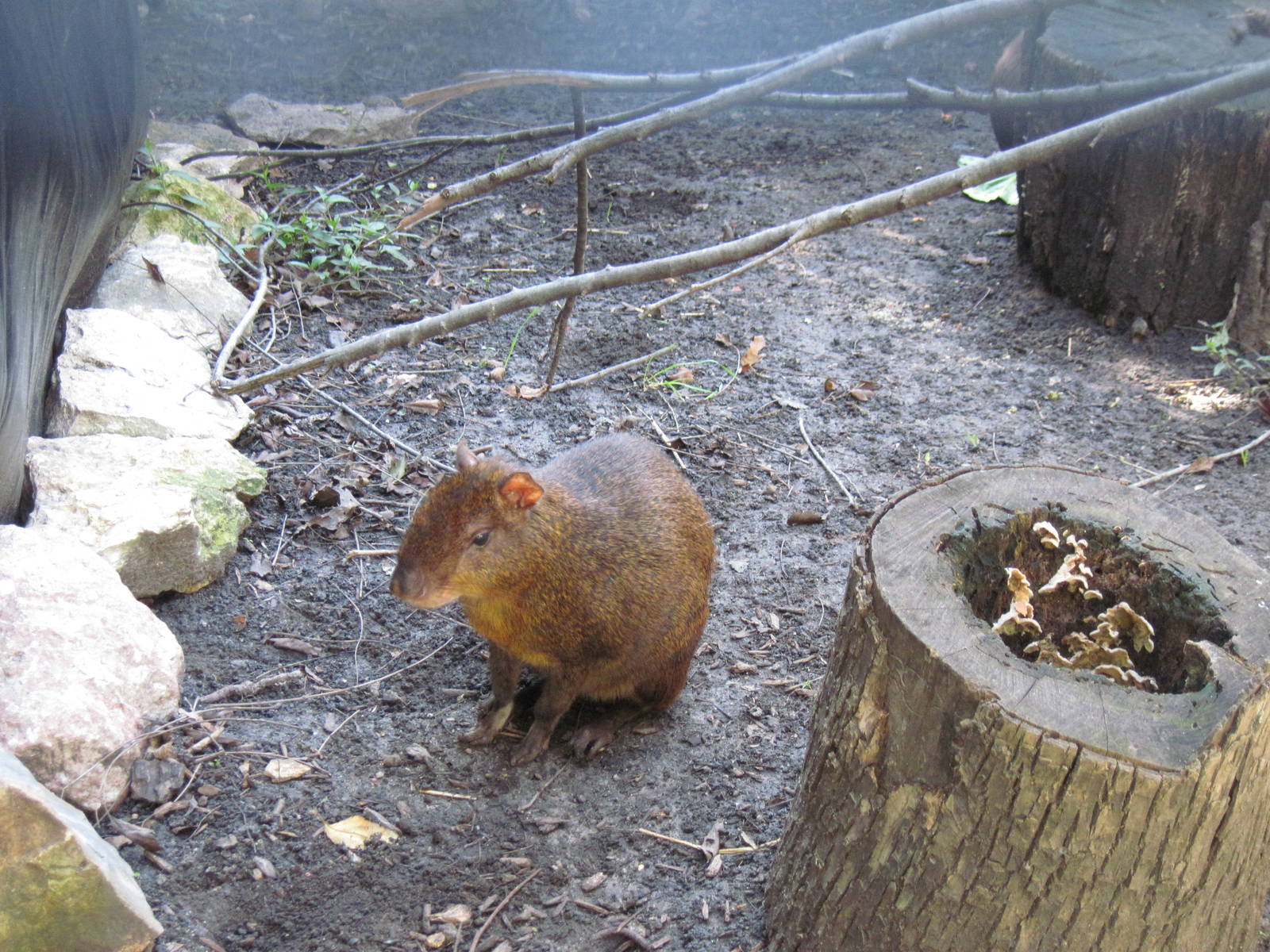 Tropical Animals-Agouti