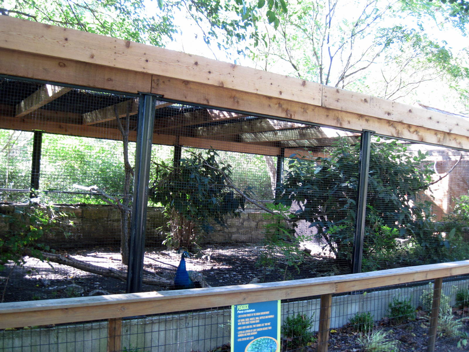 Tropical Animals-Common Peafowl Exhibit
