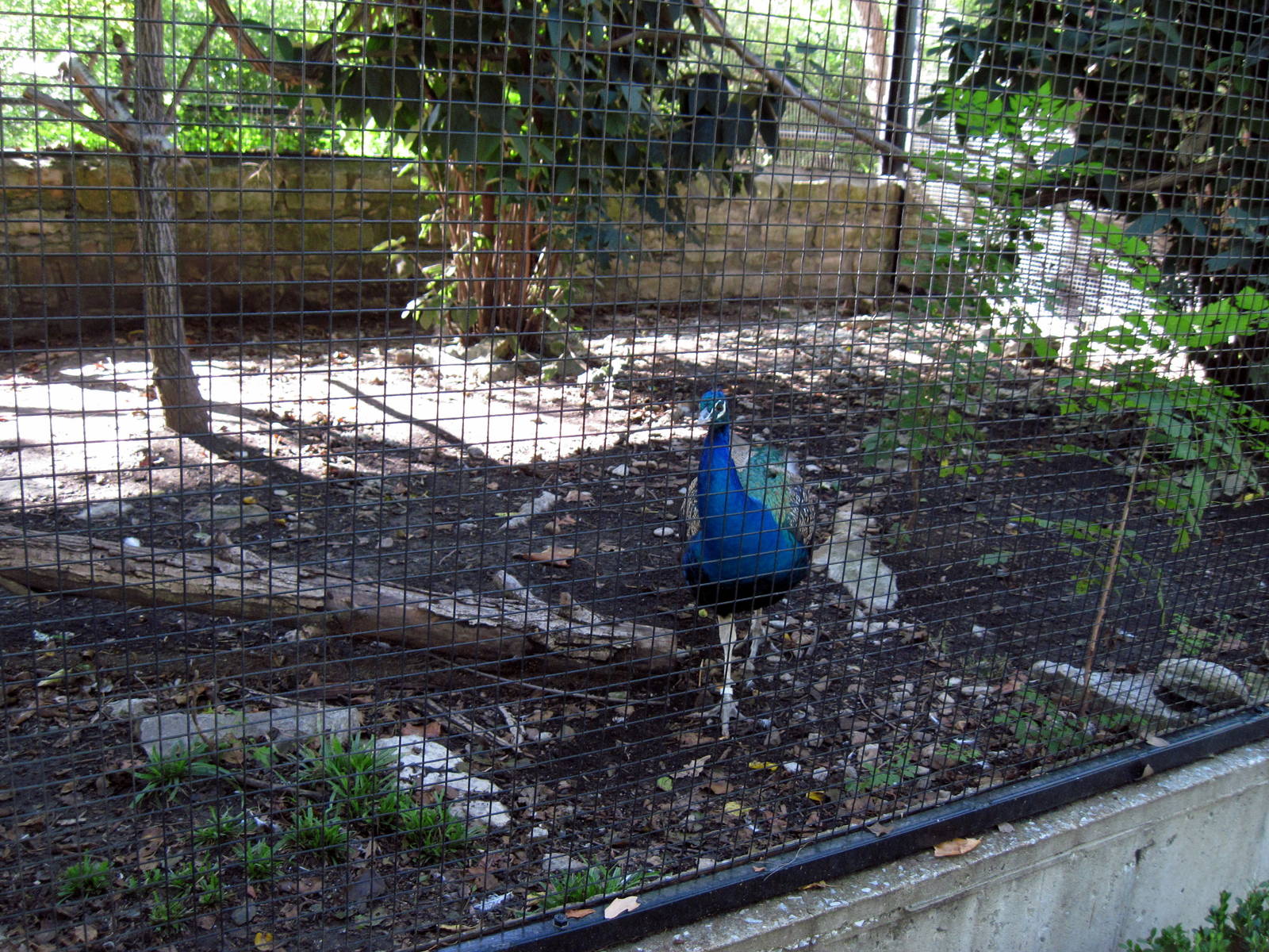 Tropical Animals-Common Peafowl