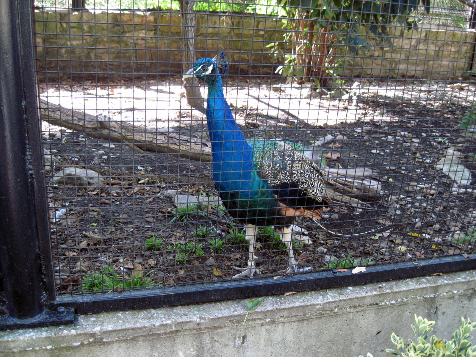 Tropical Animals-Common Peafowl