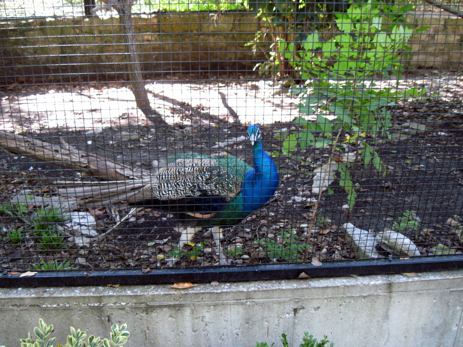 Tropical Animals-Common Peafowl