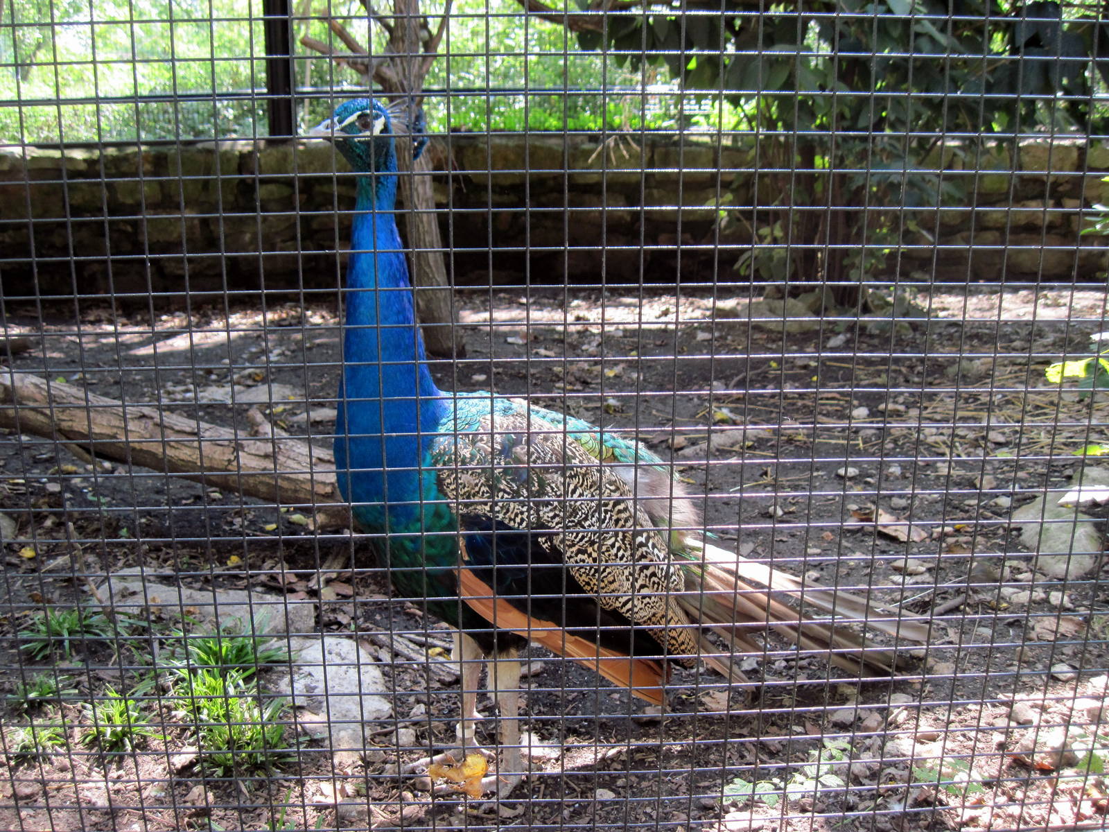 Tropical Animals-Common Peafowl