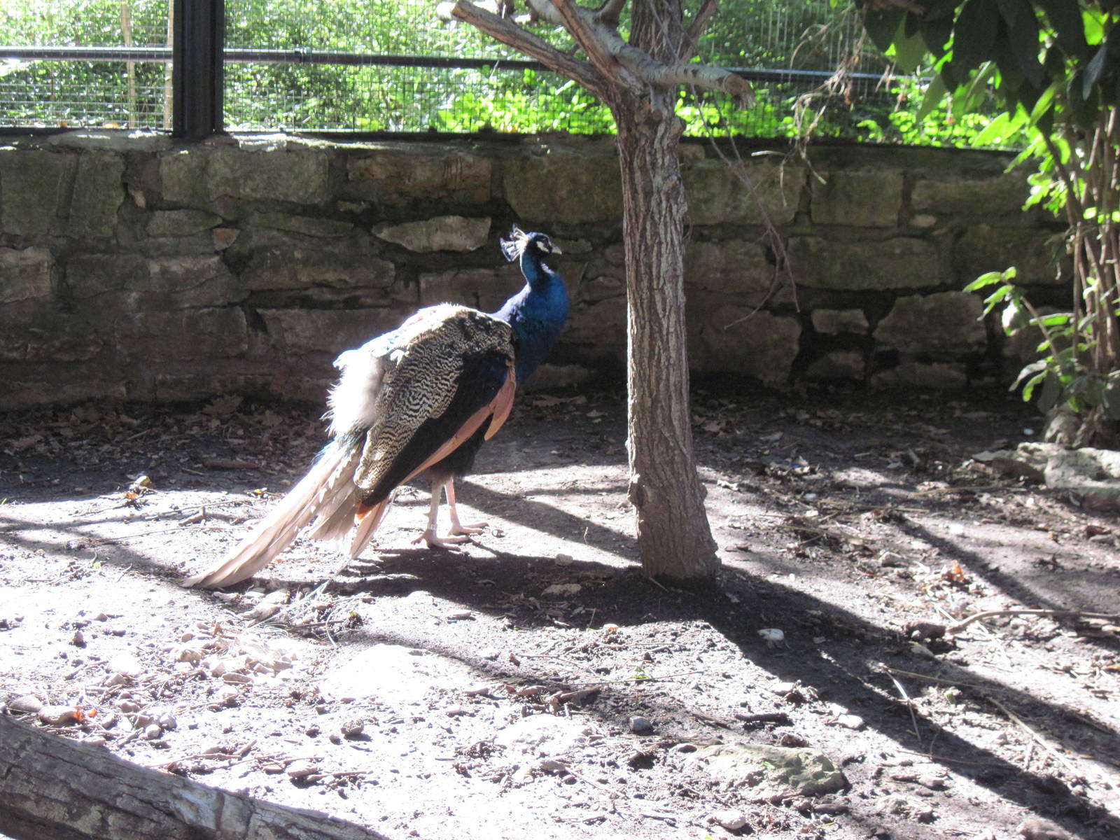 Tropical Animals-Common Peafowl
