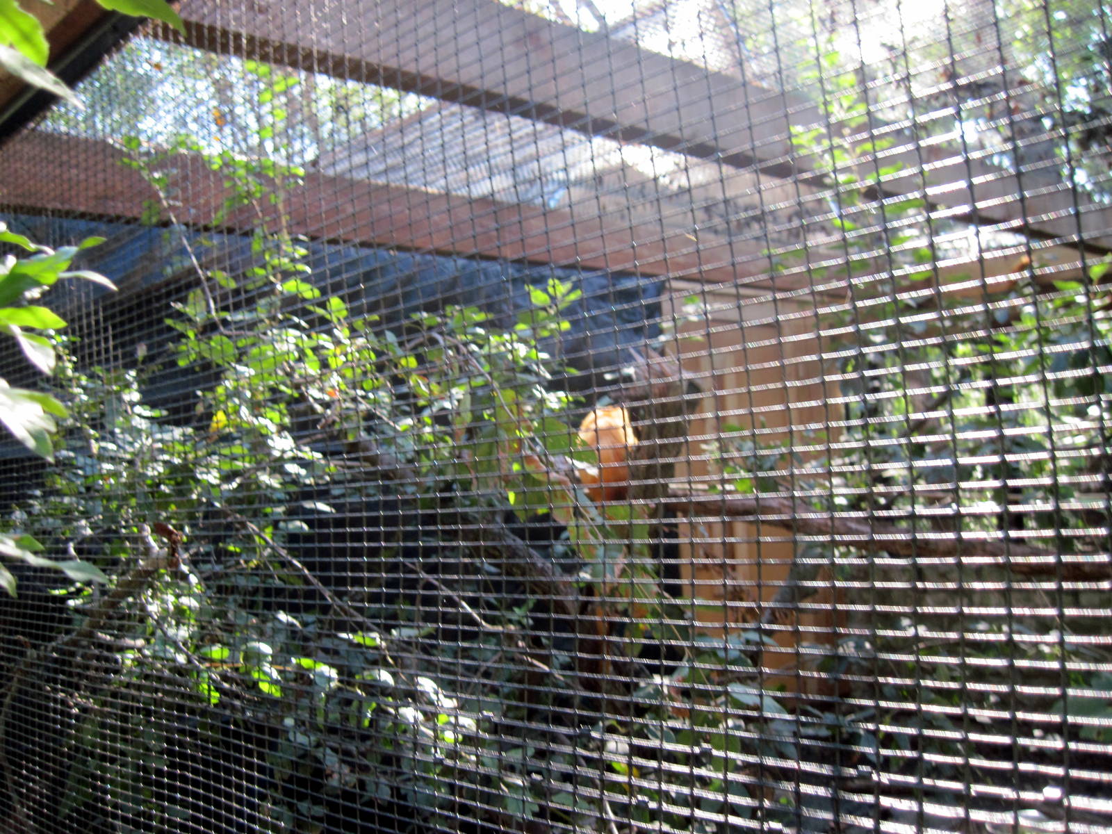 Tropical Animals-Golden Lion Tamarin