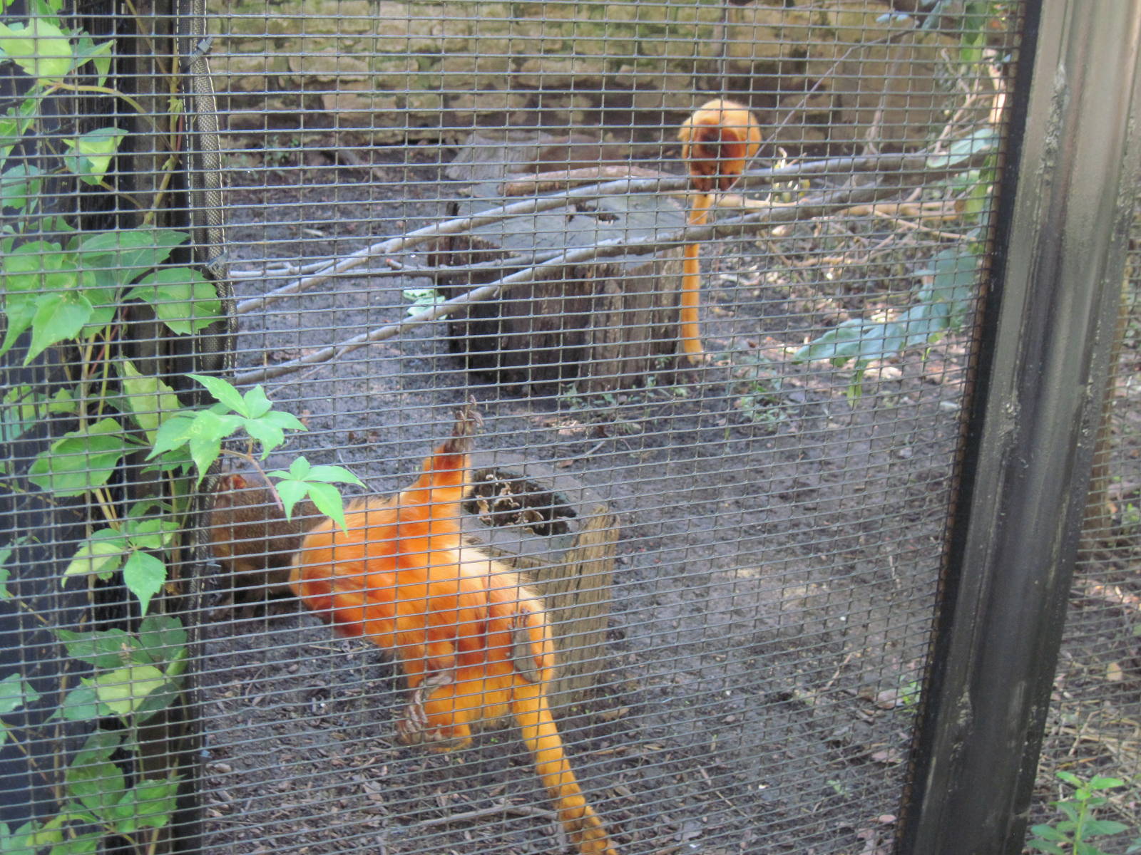 Tropical Animals-Golden Lion Tamarins
