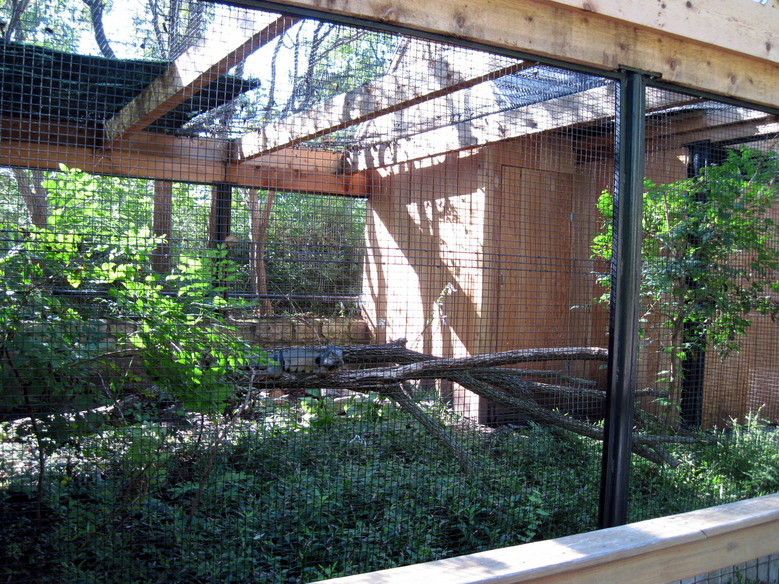 Tropical Animals-Green Iguana Exhibit