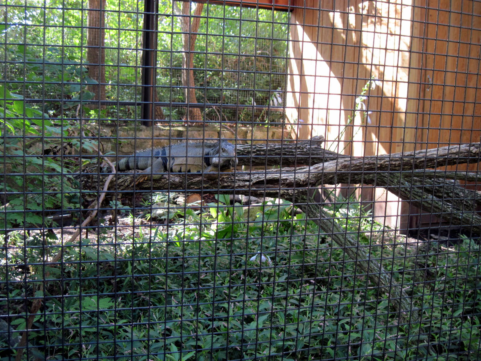Tropical Animals-Green Iguana
