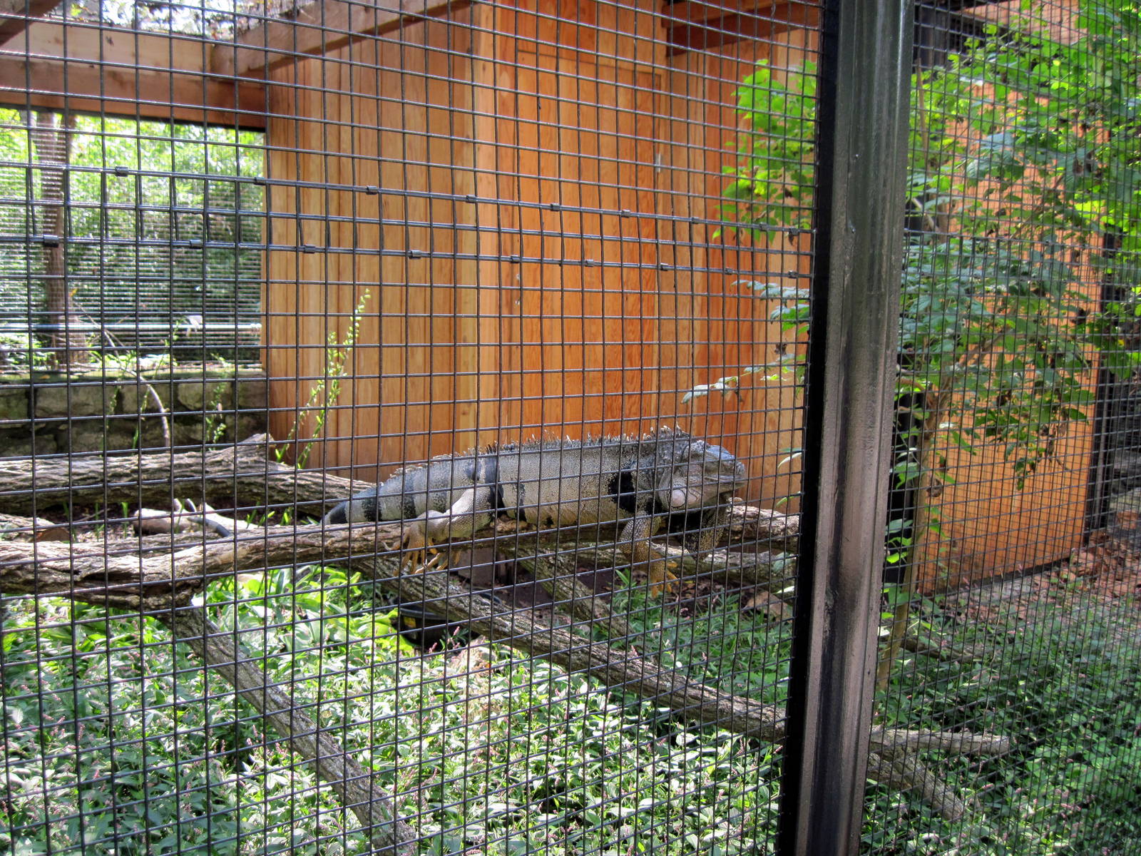 Tropical Animals-Green Iguana