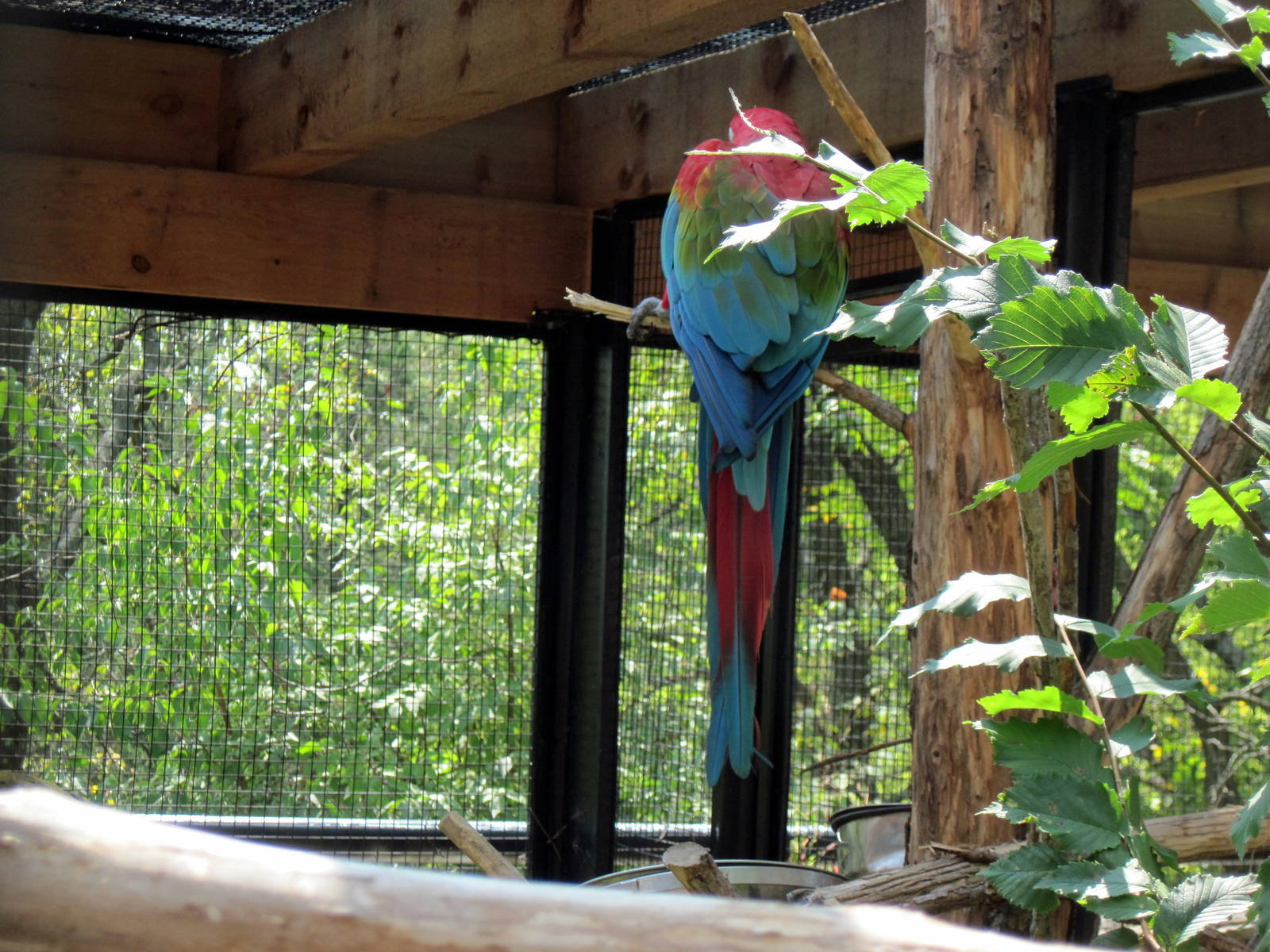 Tropical Animals-Green-winged Macaw