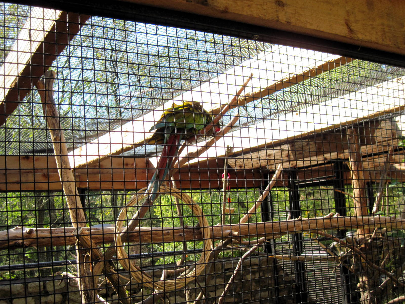 Tropical Animals-Military Macaw