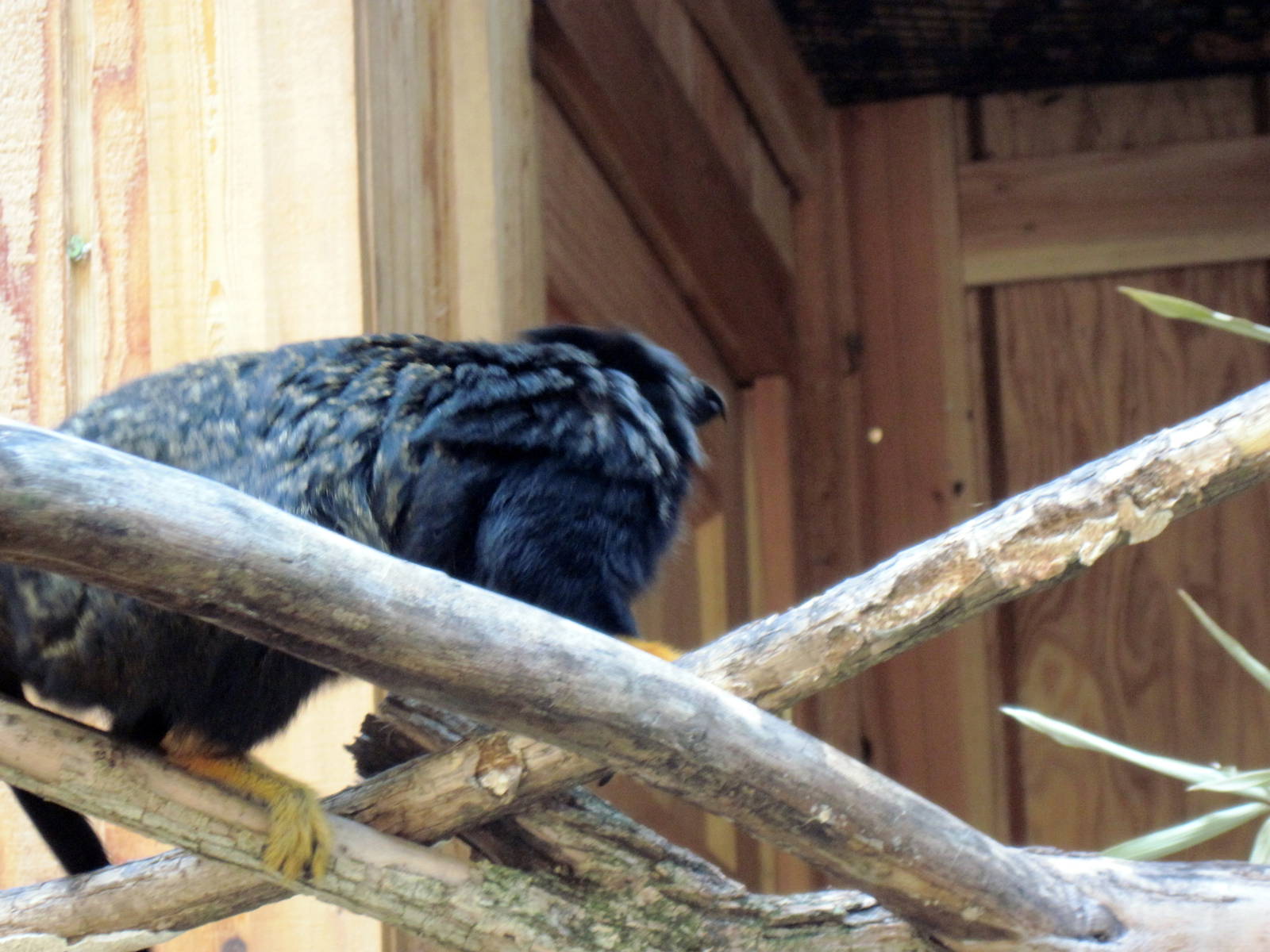 Tropical Animals-Red-handed Tamarin