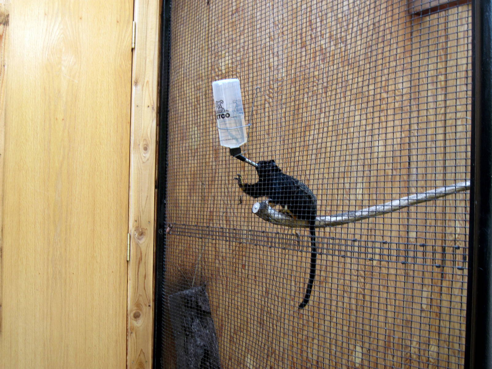 Tropical Animals-Red-handed Tamarin