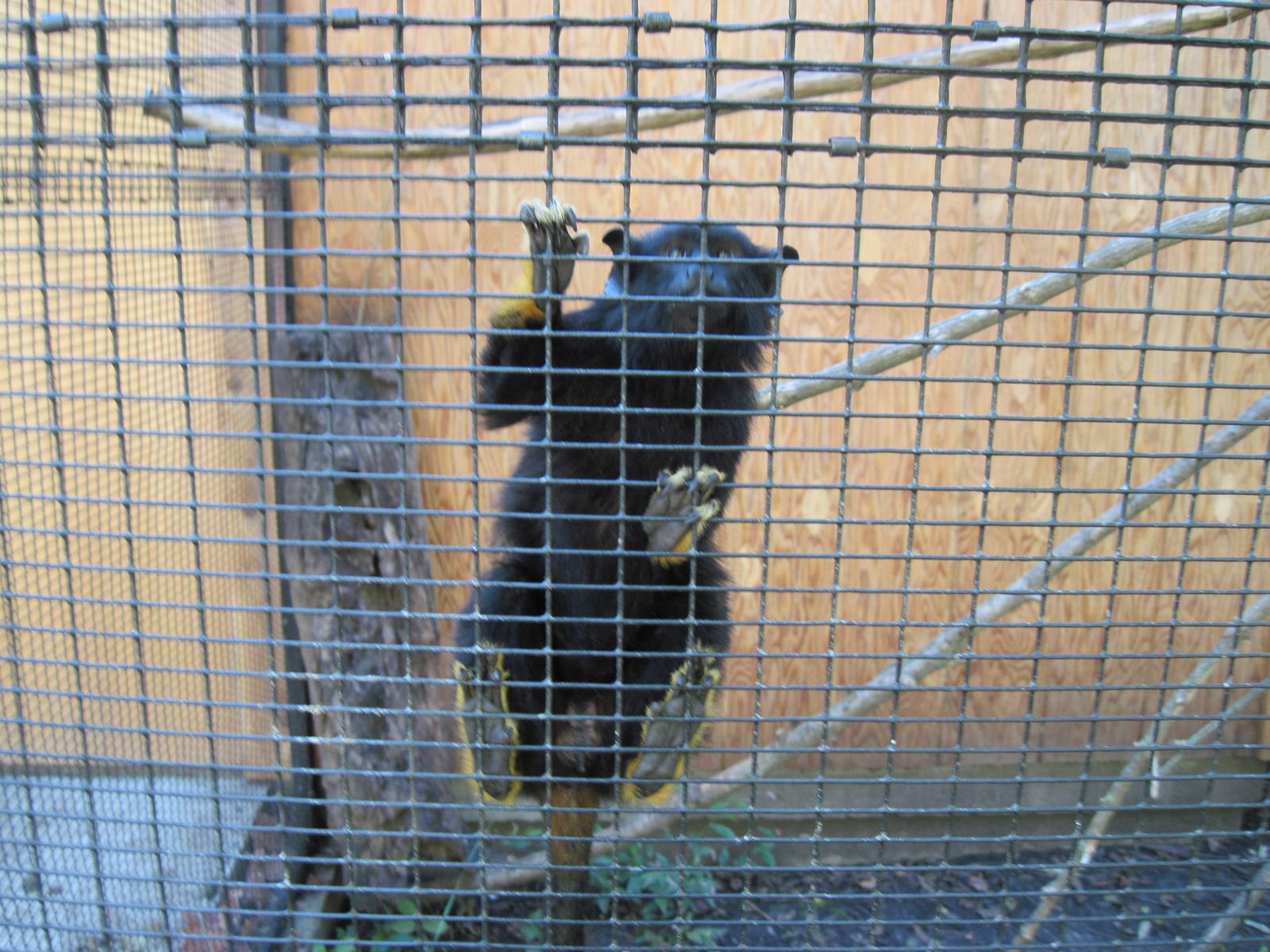 Tropical Animals-Red-handed Tamarin