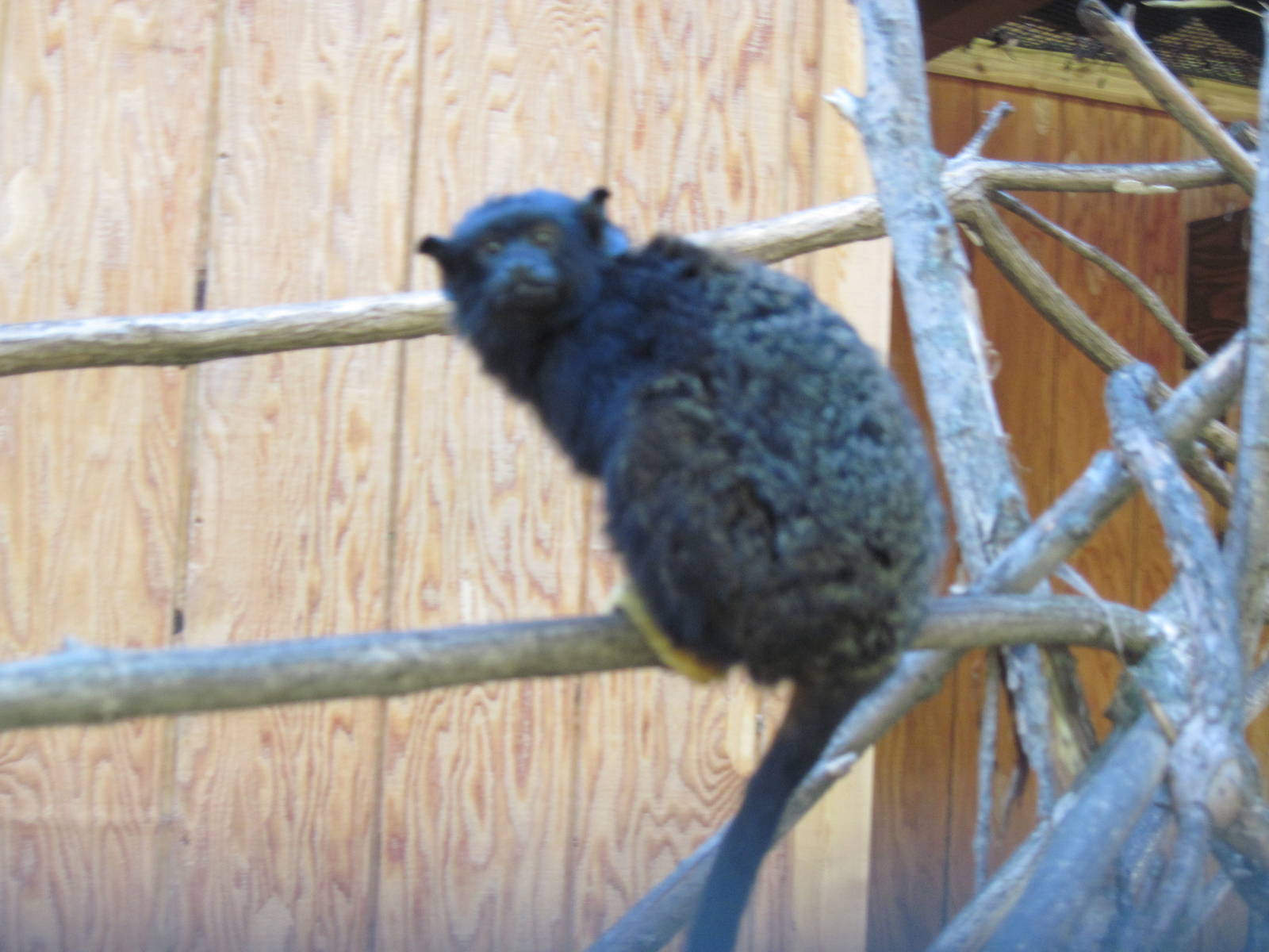 Tropical Animals-Red-handed Tamarin