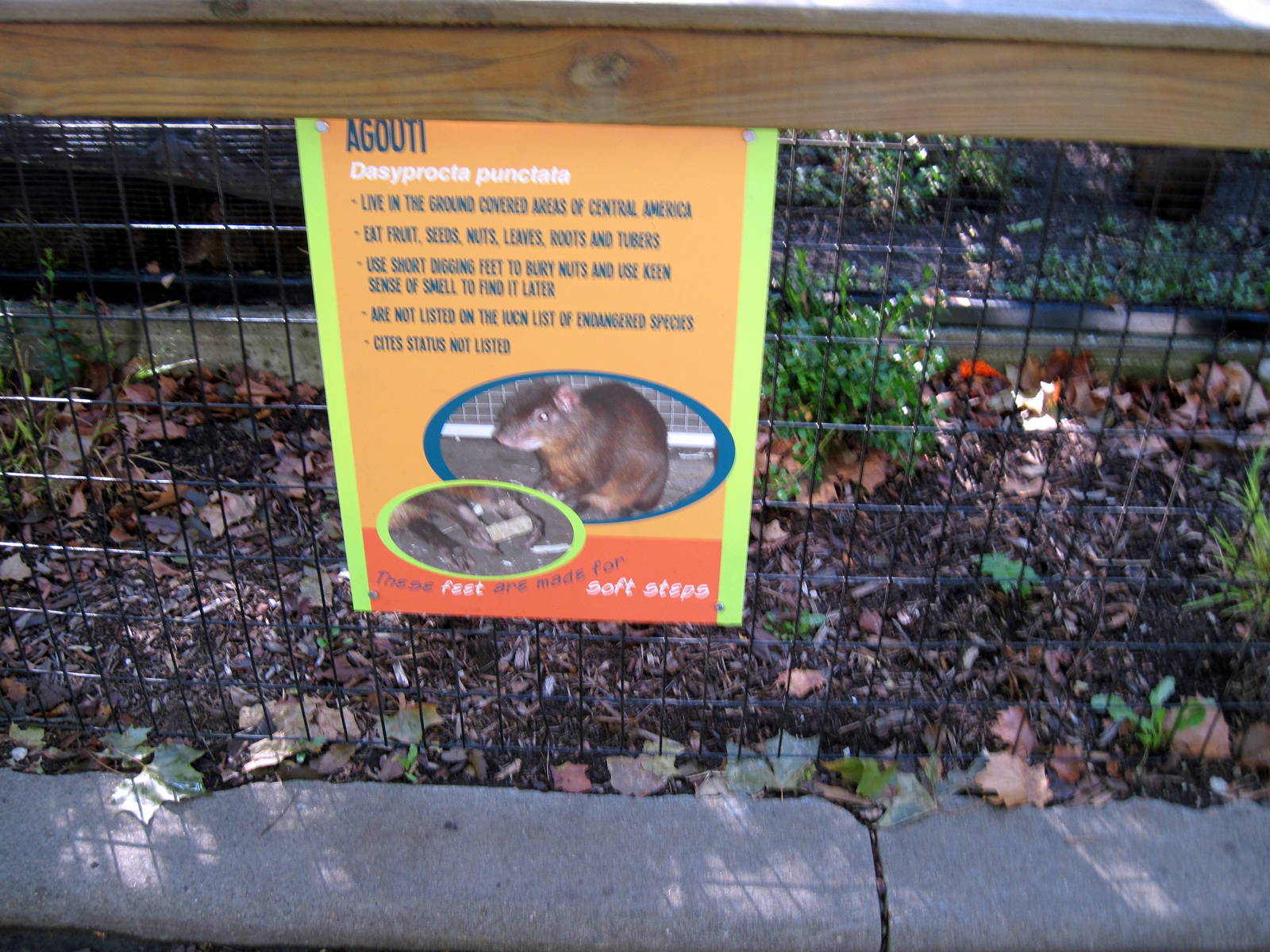 Tropical Animals-Signage