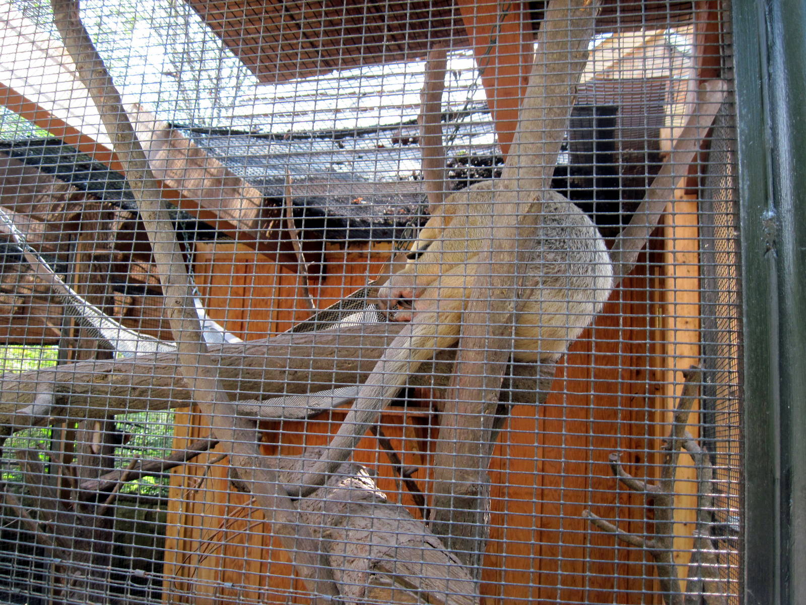 Tropical Animals-Southern Tamandua