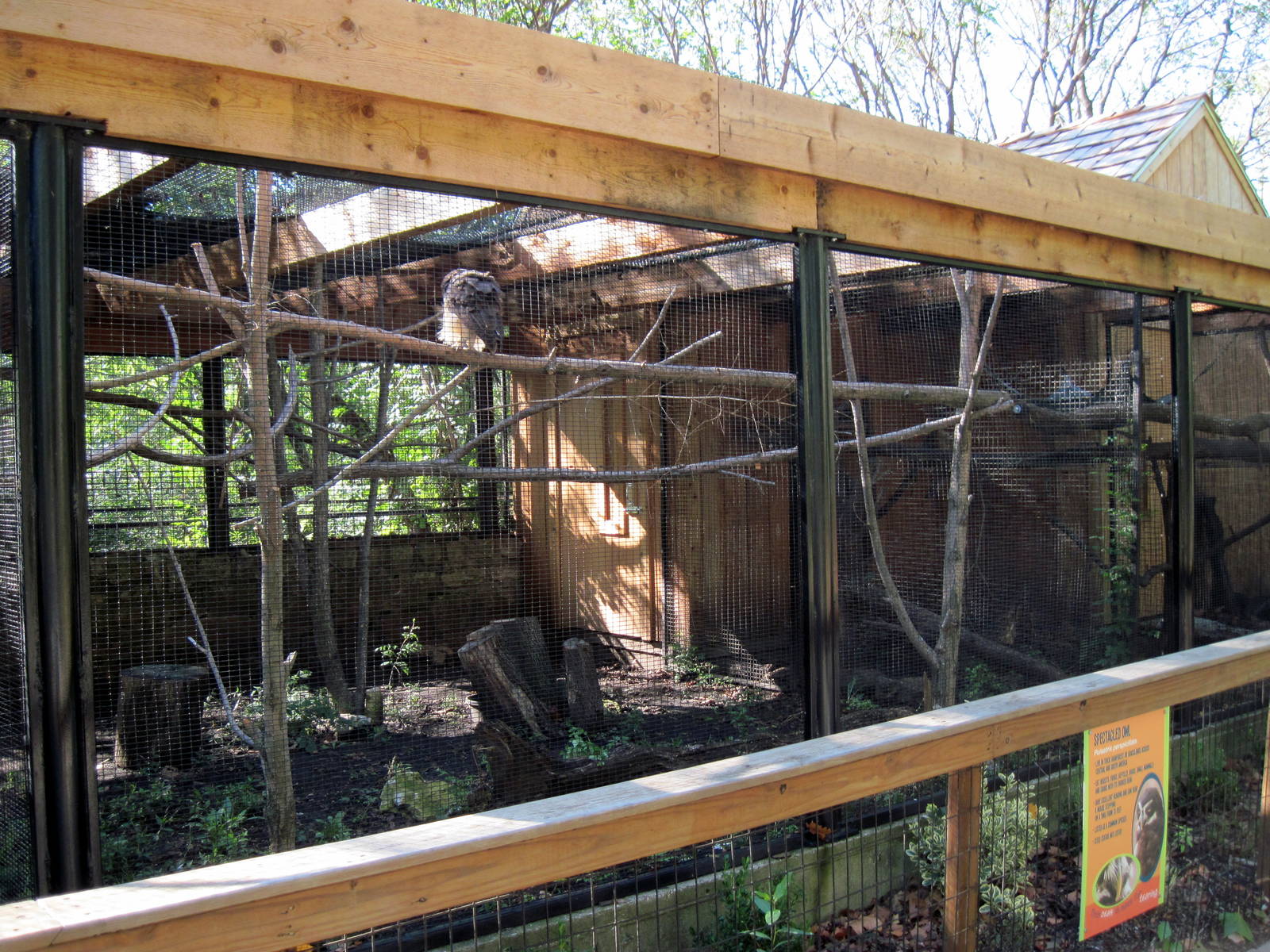 Tropical Animals-Spectacled Owl Exhibit