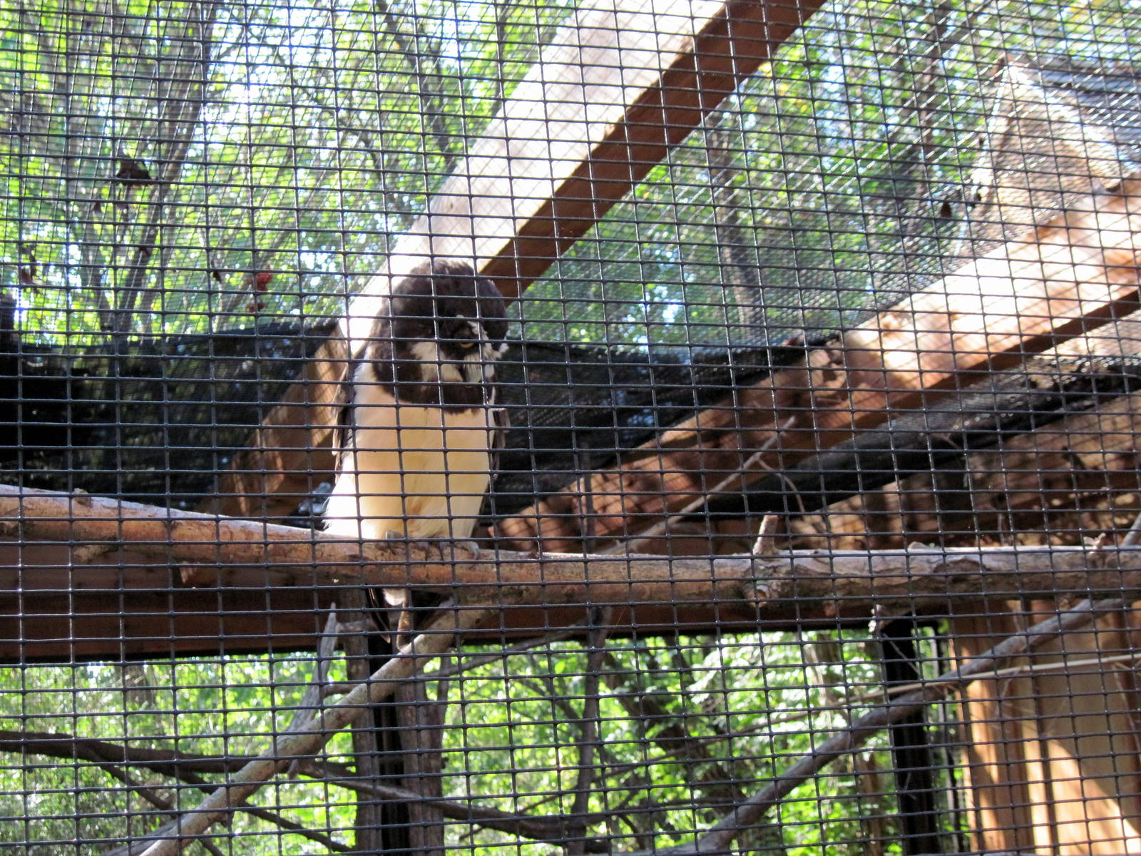 Tropical Animals-Spectacled Owl
