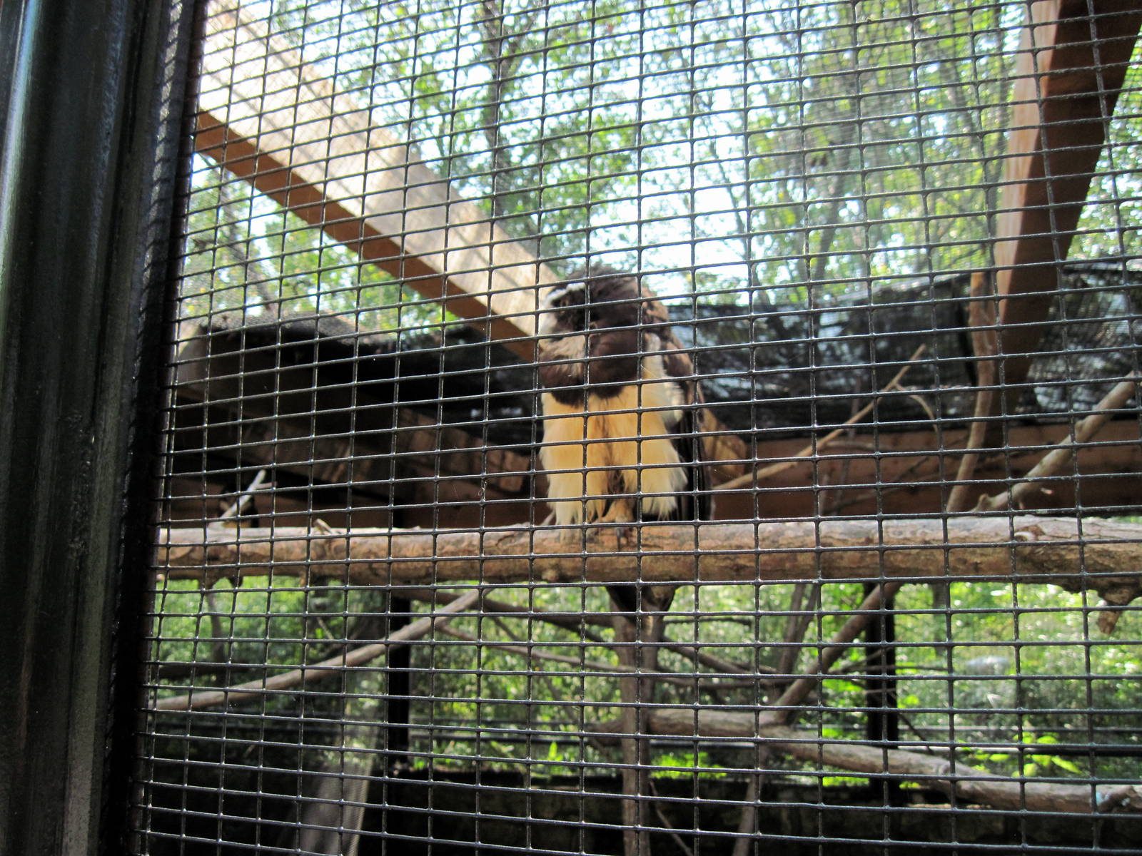 Tropical Animals-Spectacled Owl