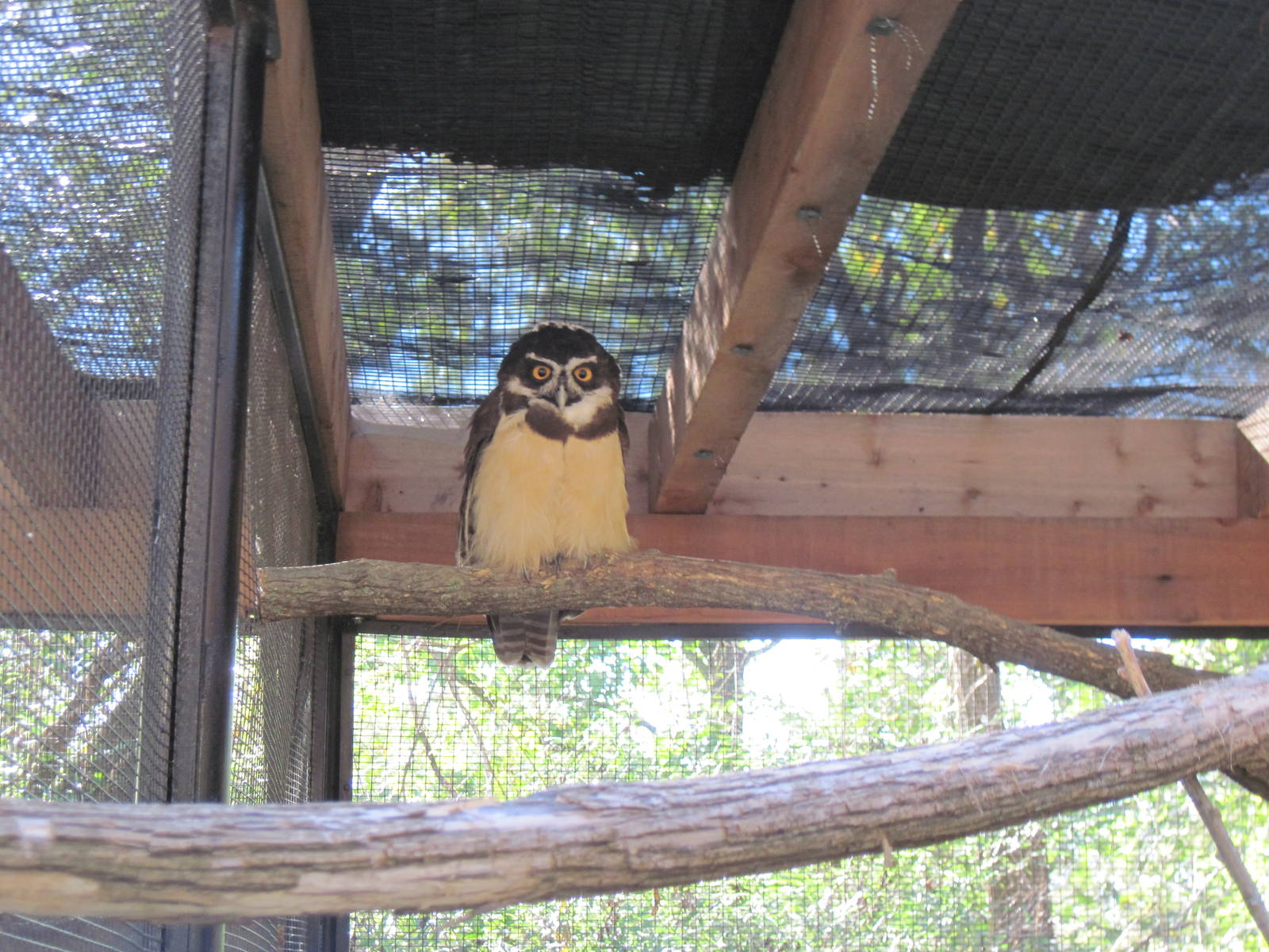 Tropical Animals-Spectacled Owl