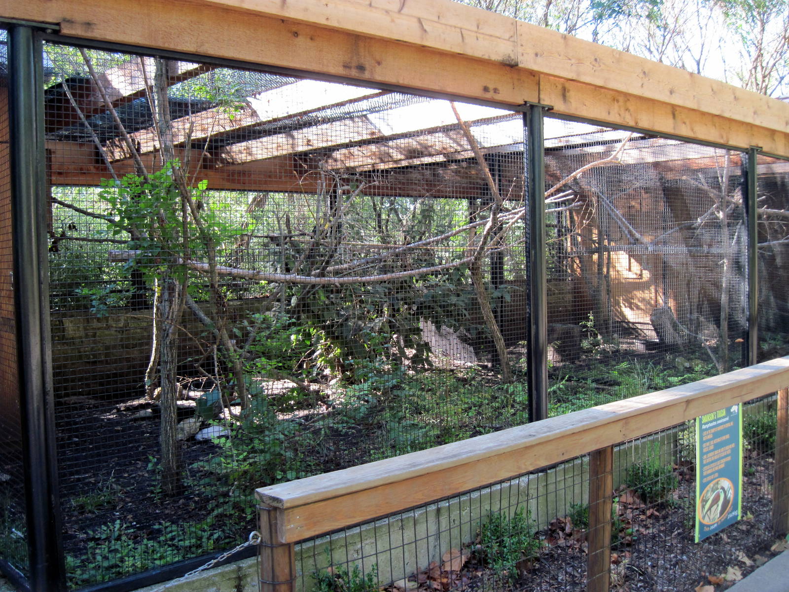 Tropical Animals-Swainson's Toucan Exhibit