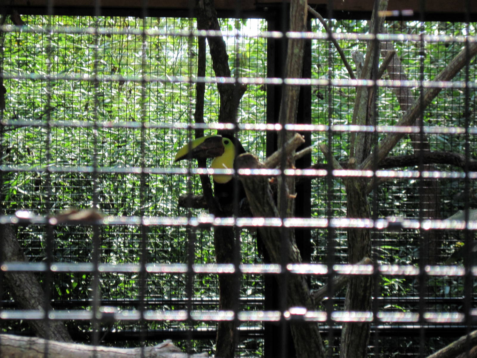 Tropical Animals-Swainson's Toucan