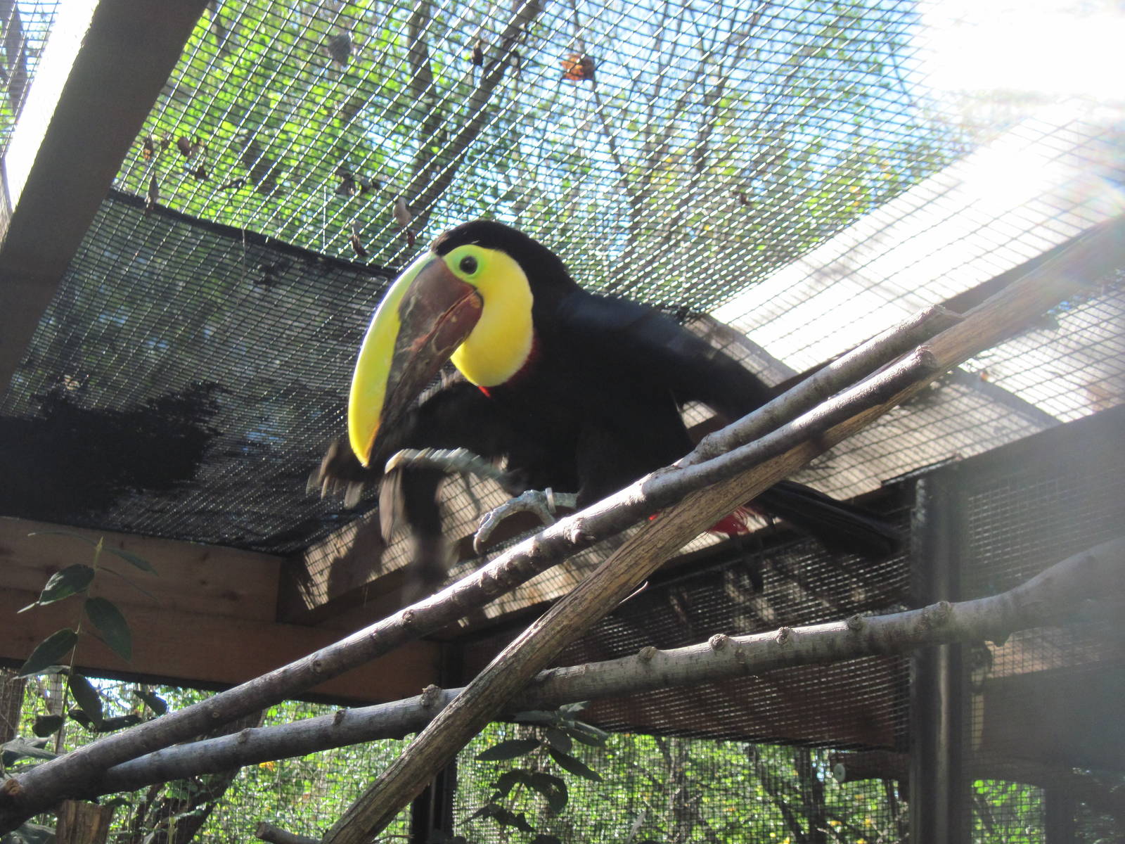 Tropical Animals-Swainson's Toucan