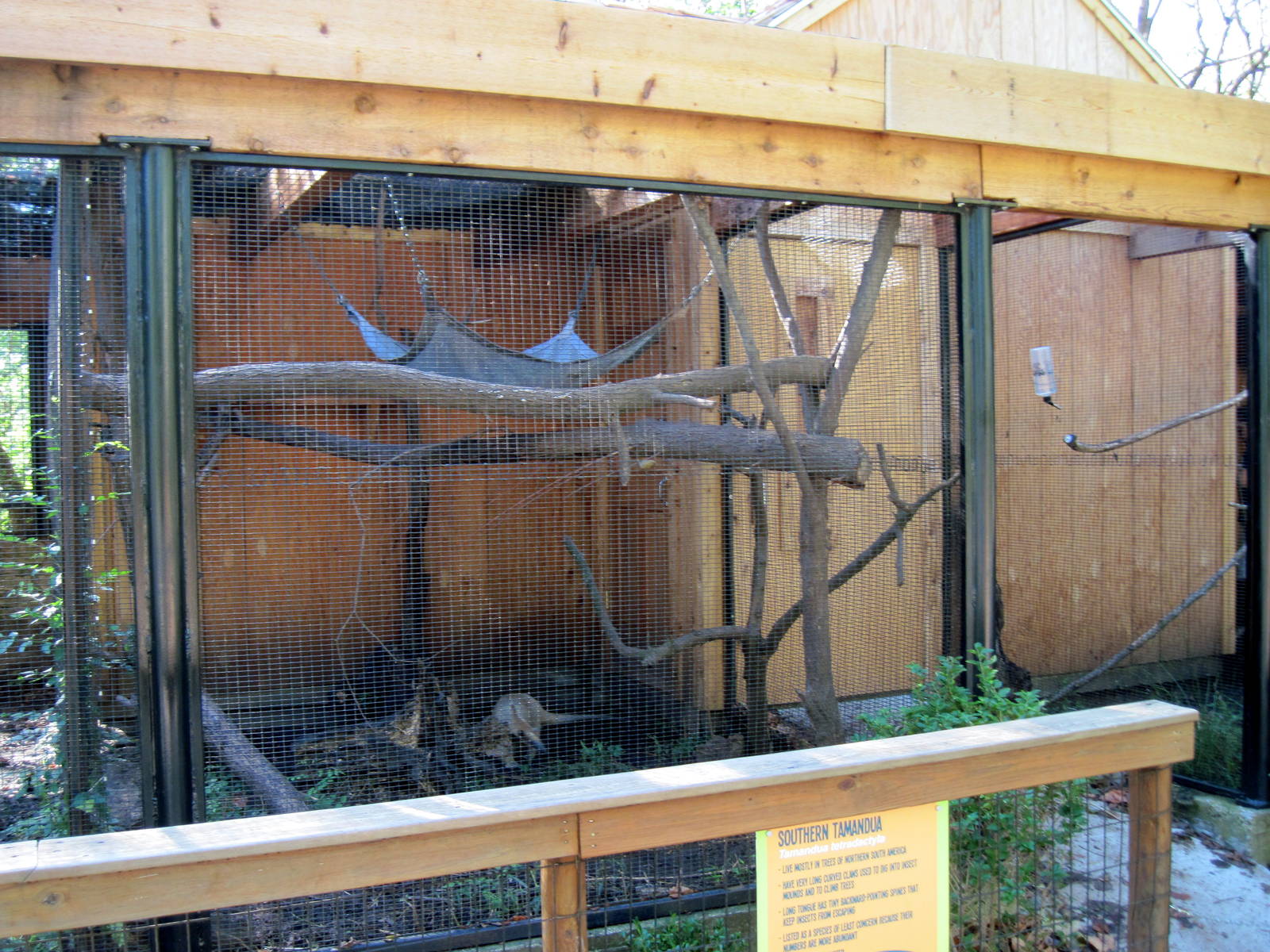 Tropical Animals-Tamandua Exhibit