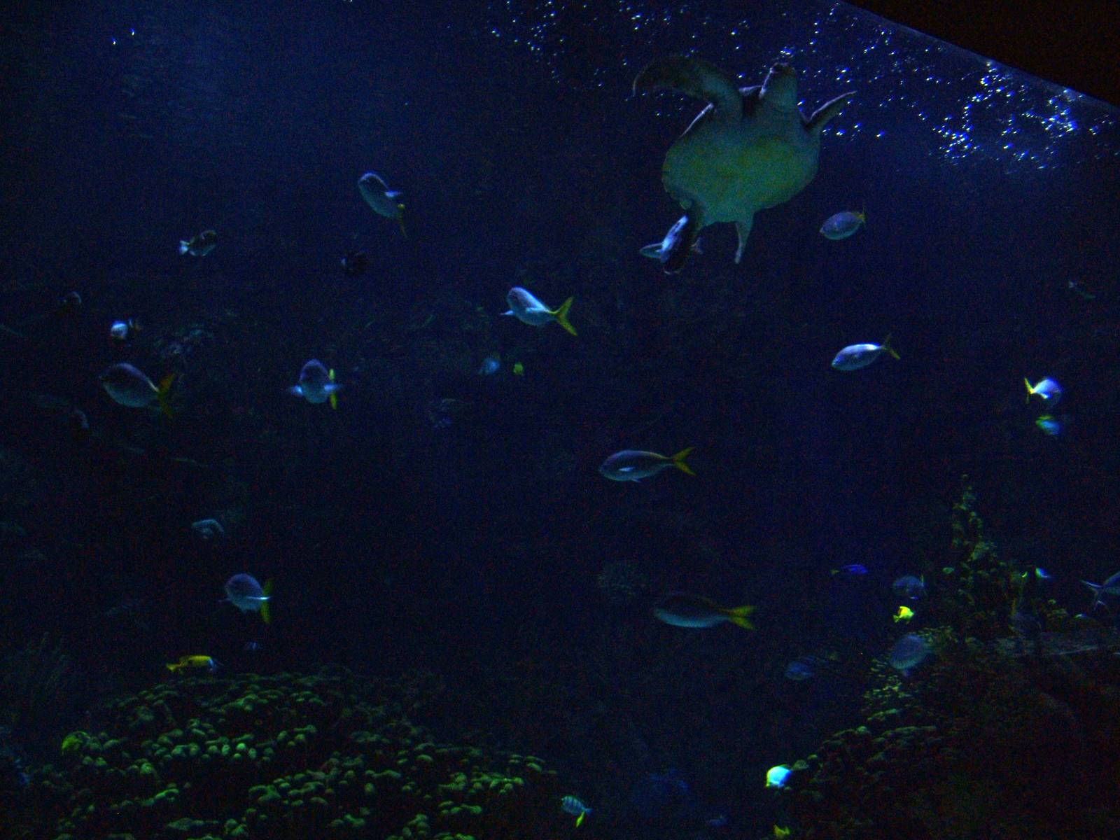Tropical Aquarium at Oceanografic, 29/05/11
