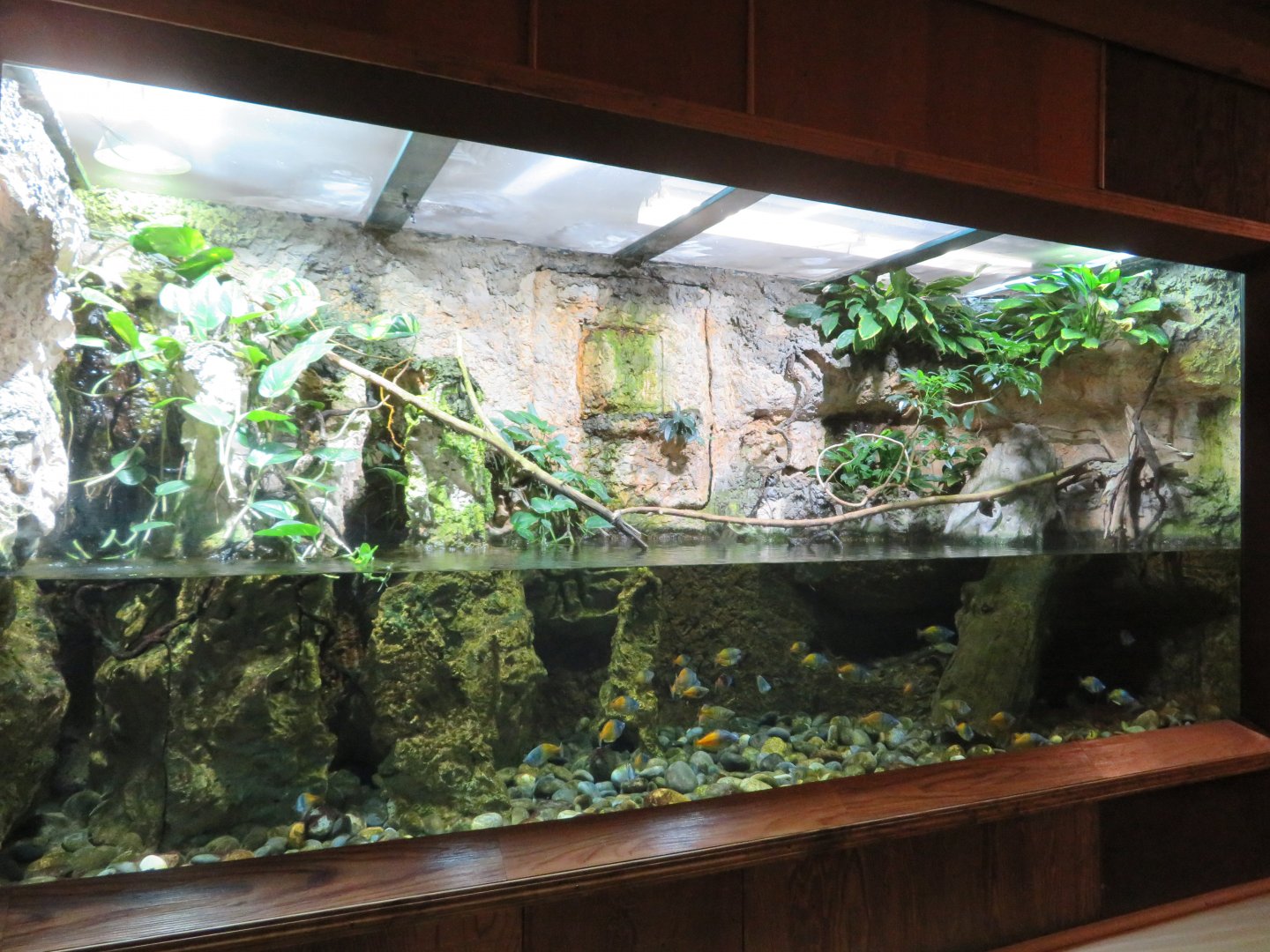 Tropical Aquarium Exhibit