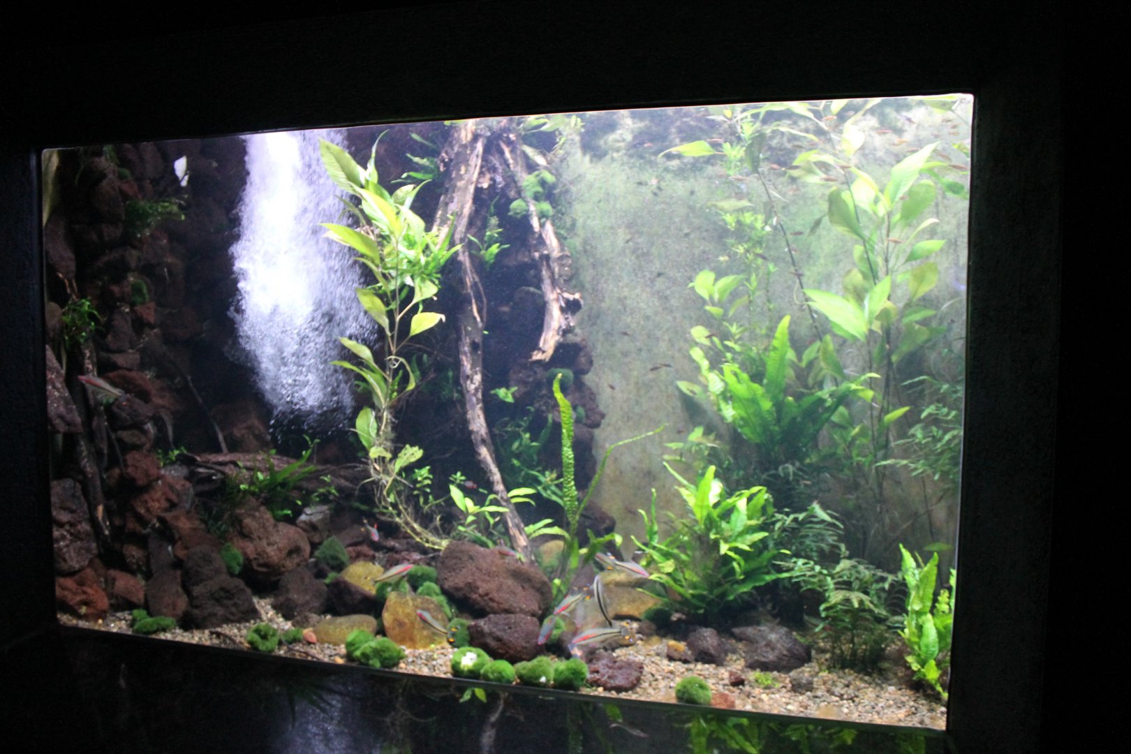 Tropical Asia-aquarium