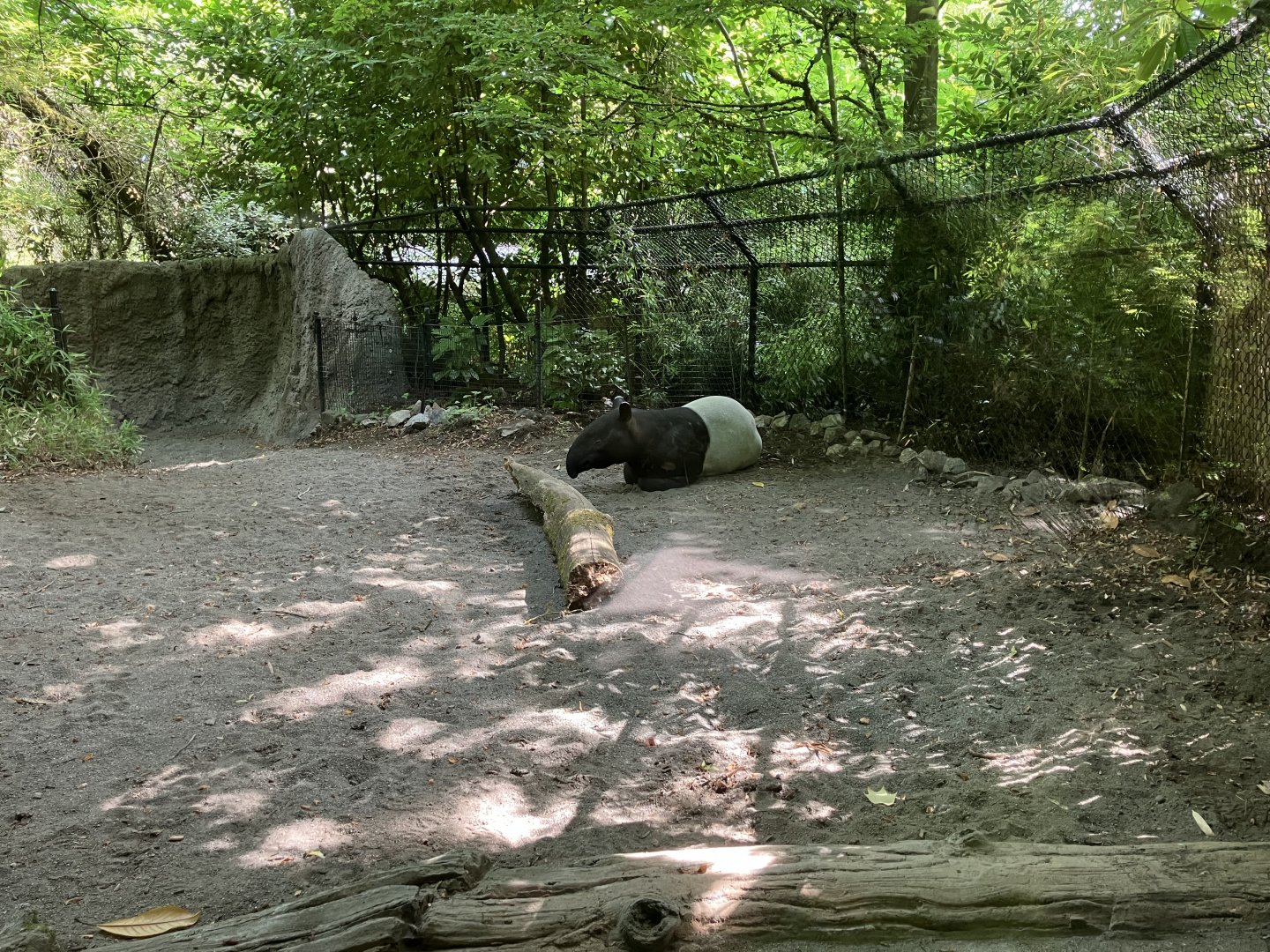 Tropical Asia - Malayan Tapir