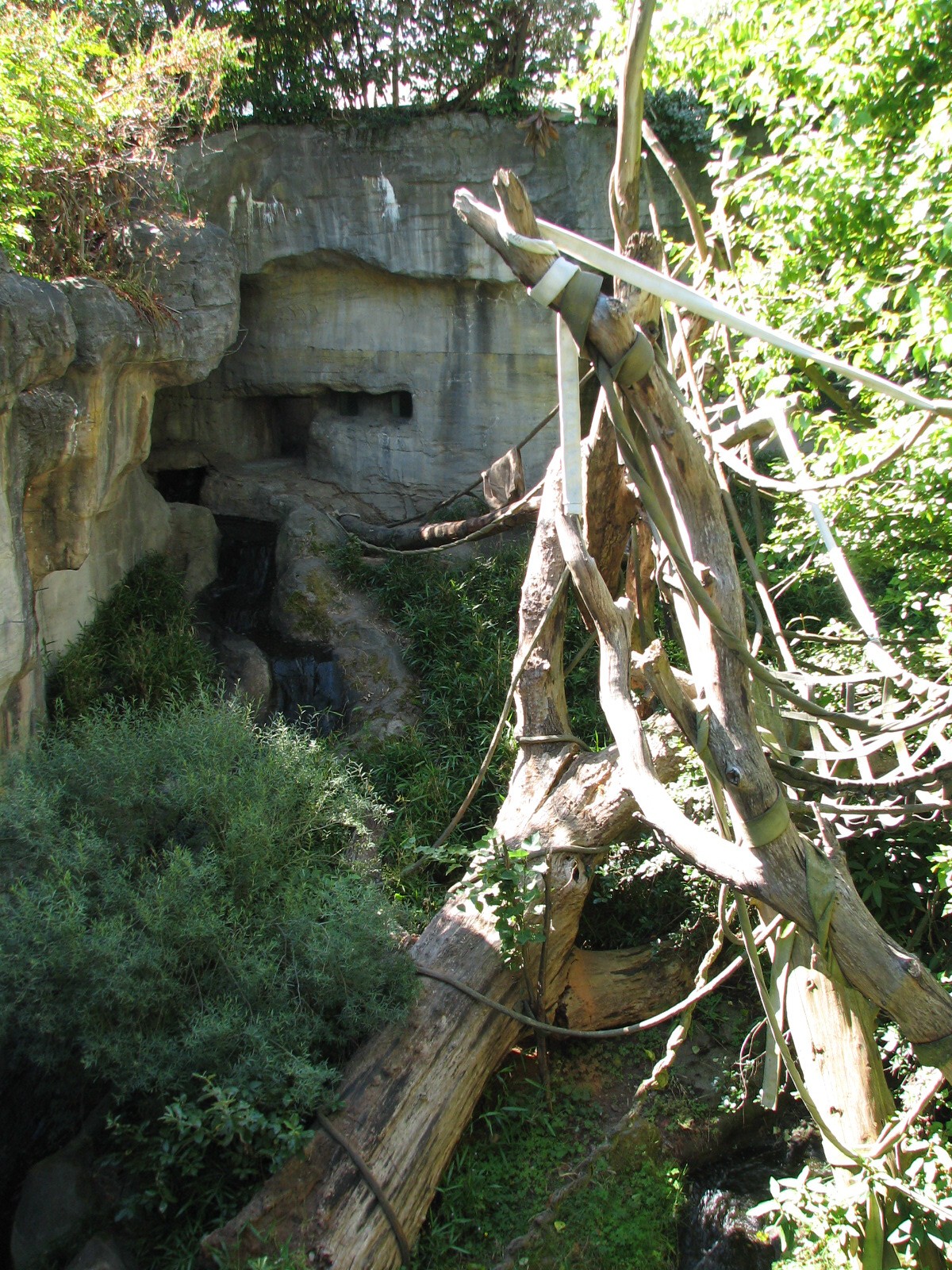 Tropical Asia - Orangutan Exhibit