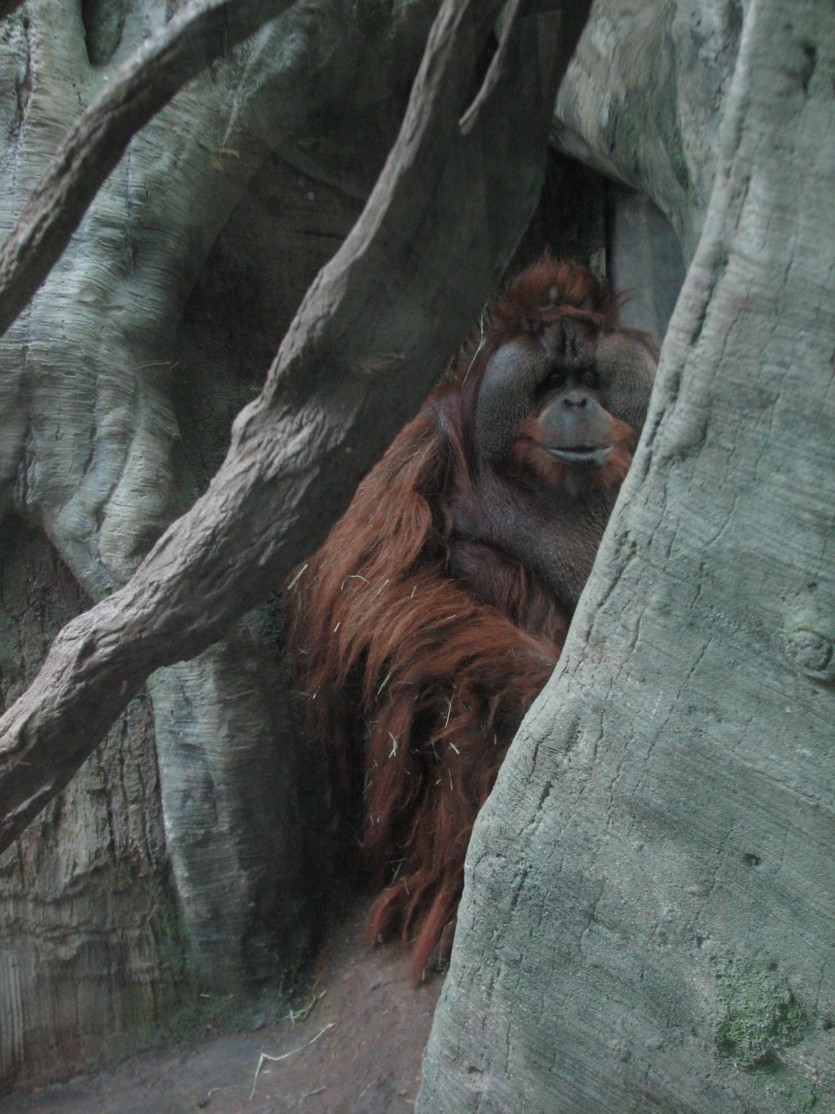 Tropical Asia - Orangutan Exhibit