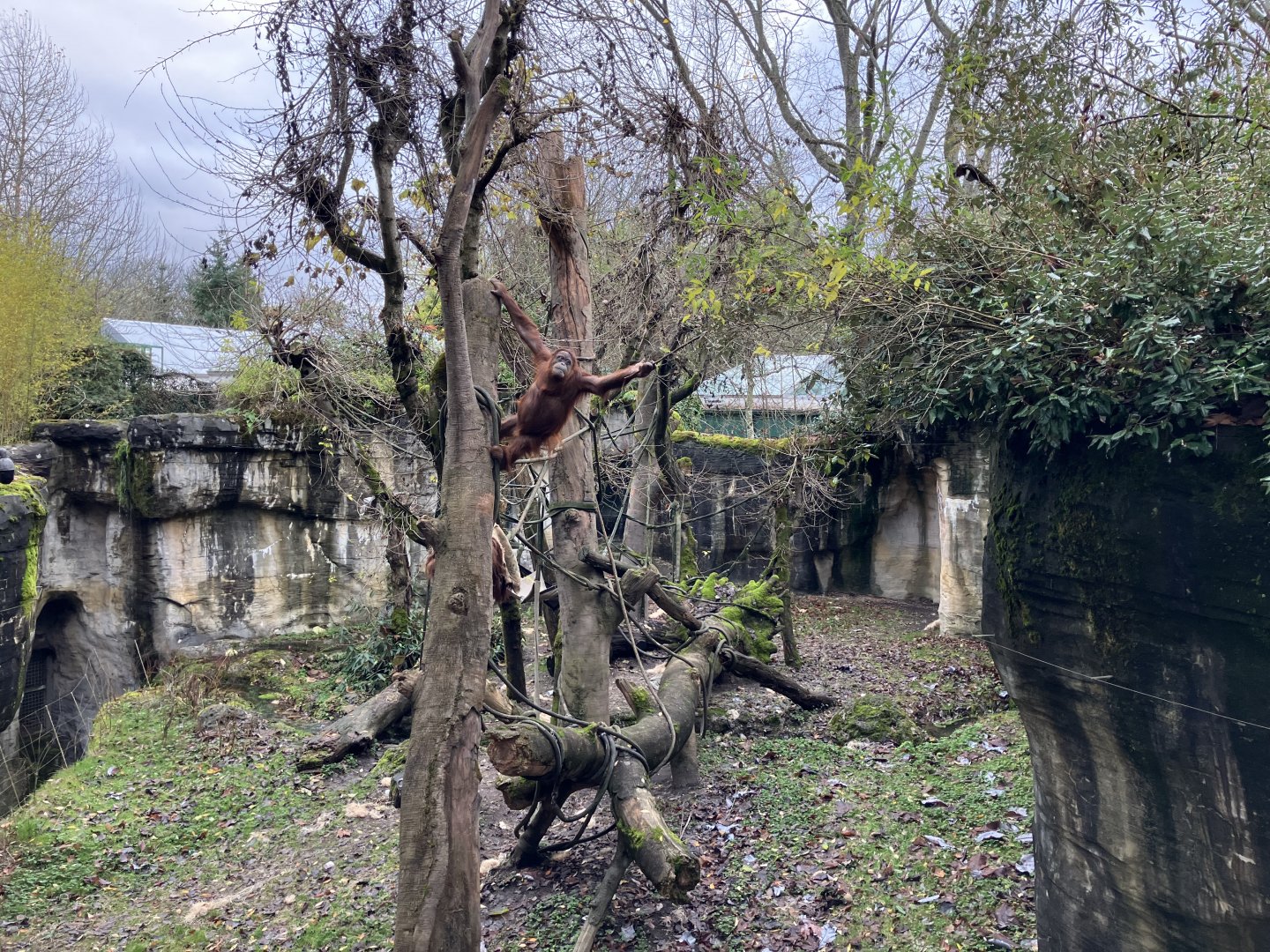 Tropical Asia - Sumatran Orangutan