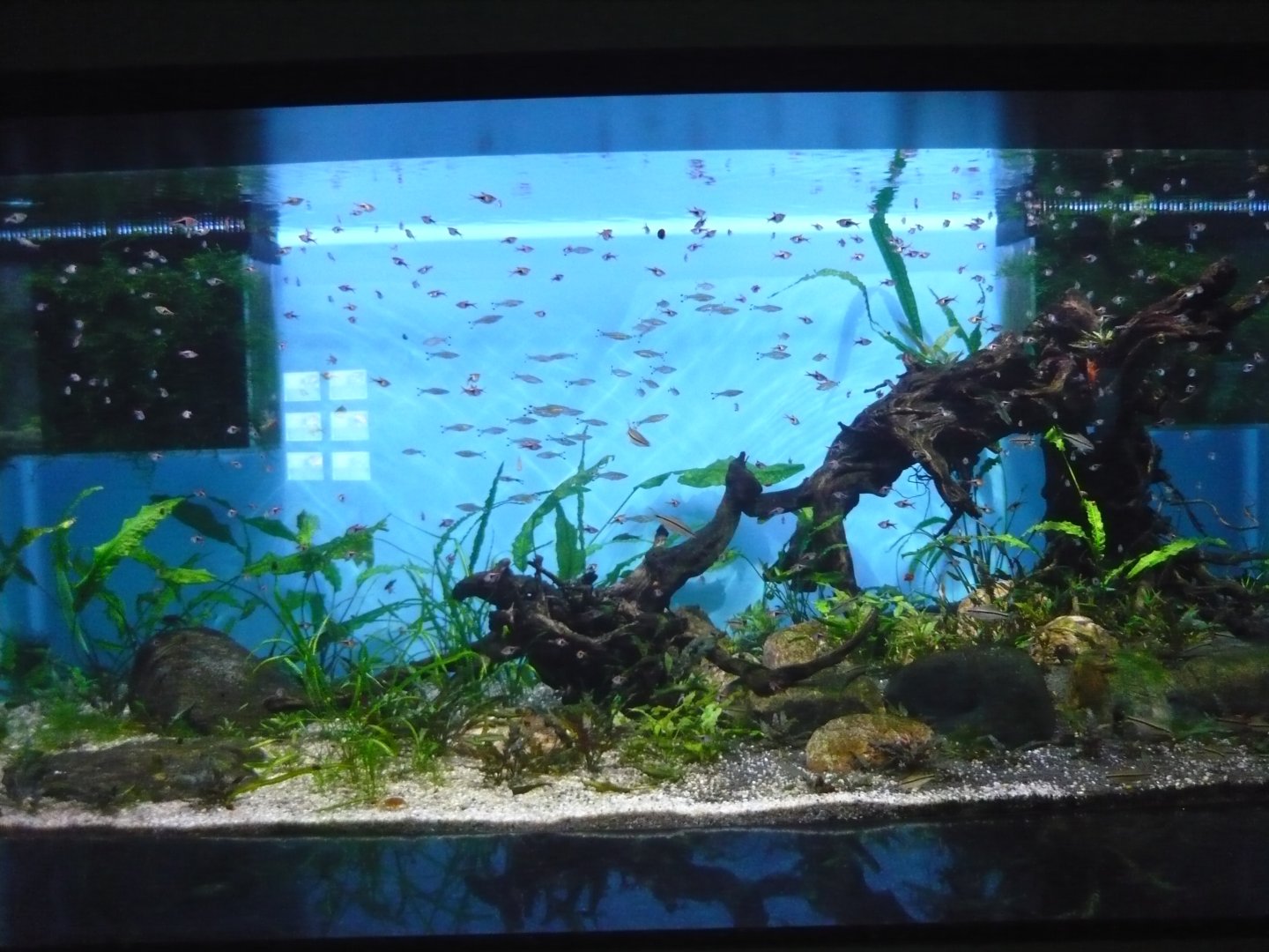 Tropical Asian freshwater tank
